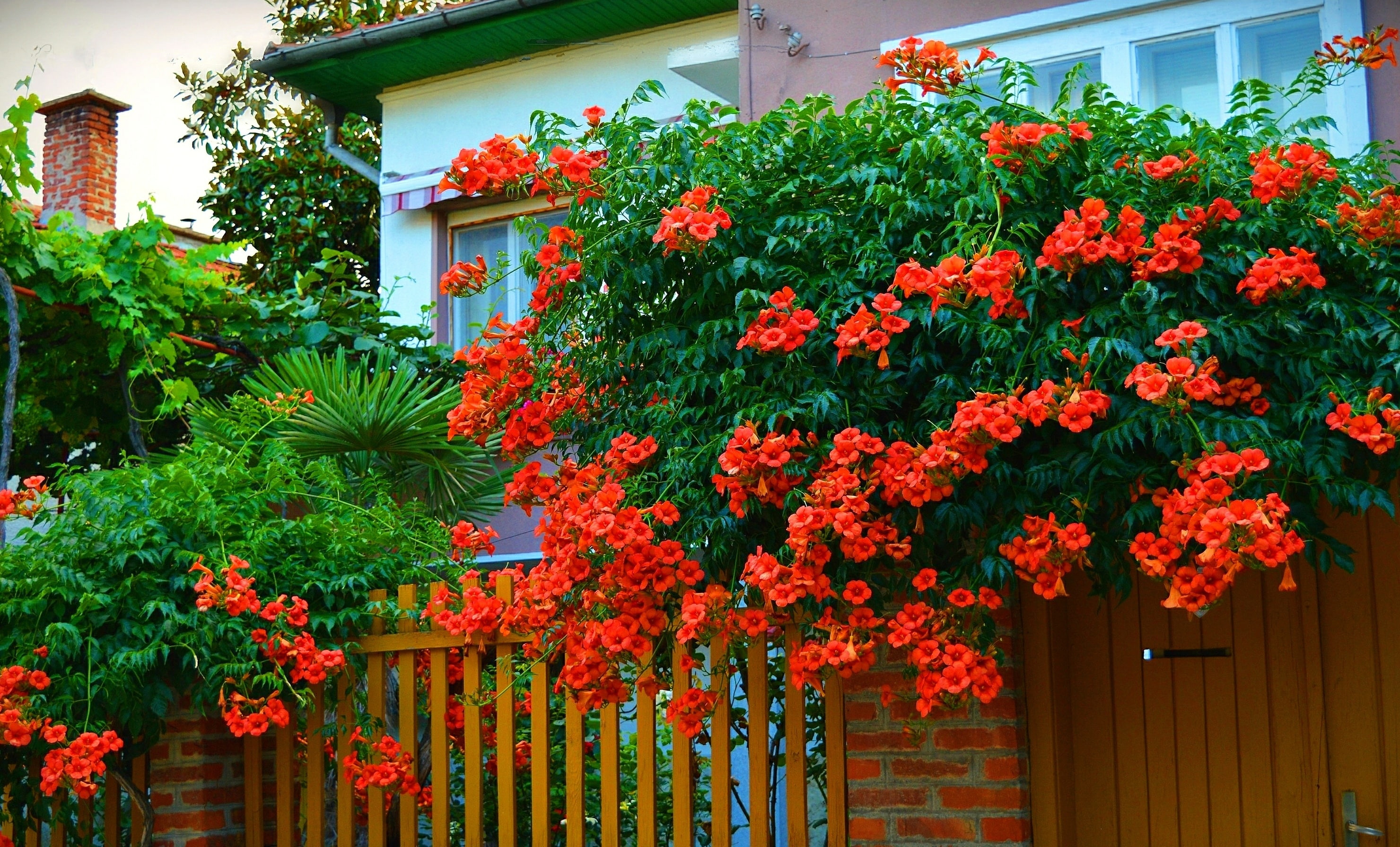 fragility, flower, campsis, nature, multi colored, Kampsis, flower head, flowering plant, trumpet, flowers, bengal, residential district, Trees, orange, HD Wallpaper