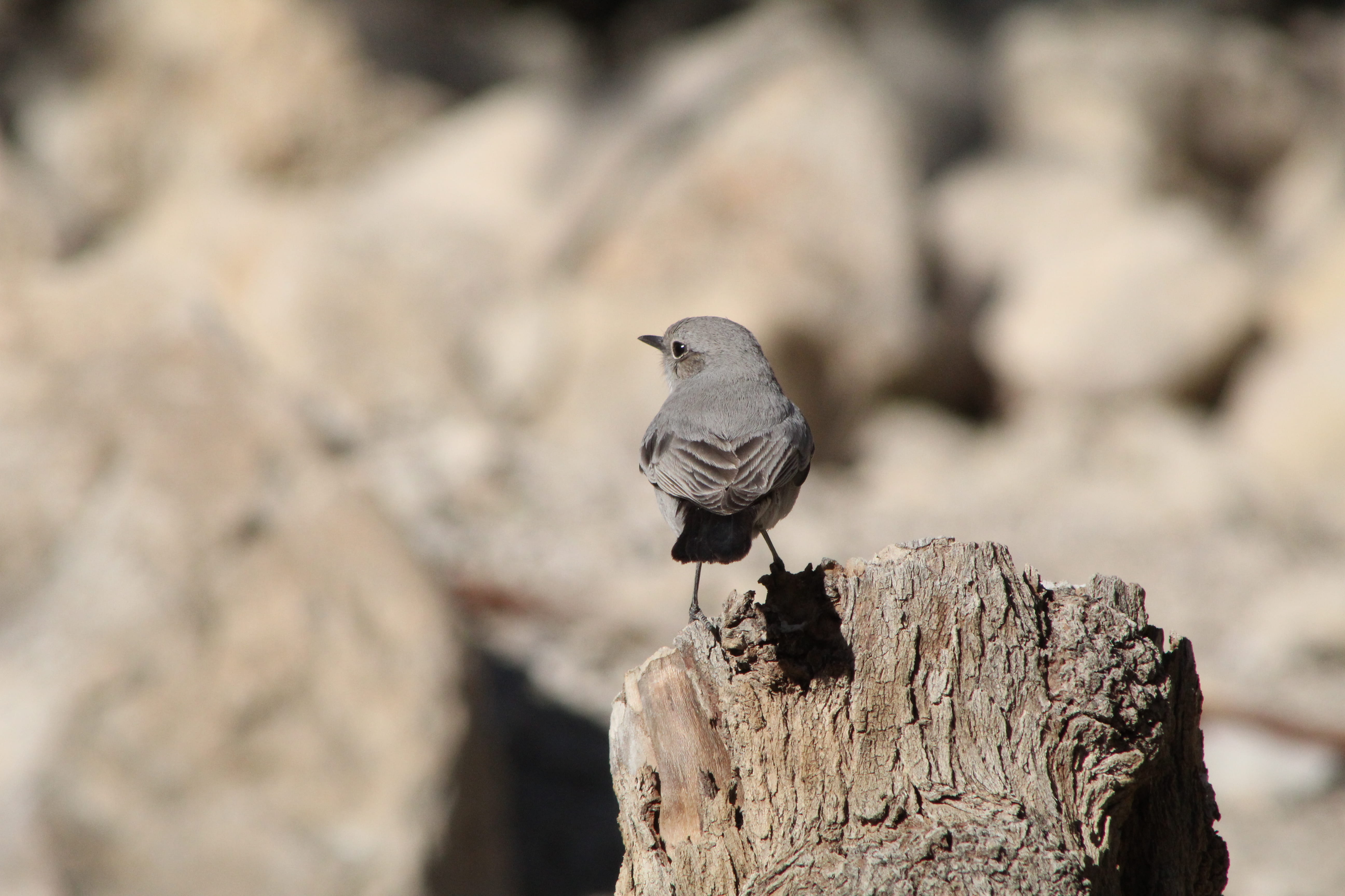 outdoors, wooden post, day, crow, wood - material, animals in the wild, wood, tree stump, ground, close-up, tree, vertebrate, one animal, blackbird, wren, HD Wallpaper