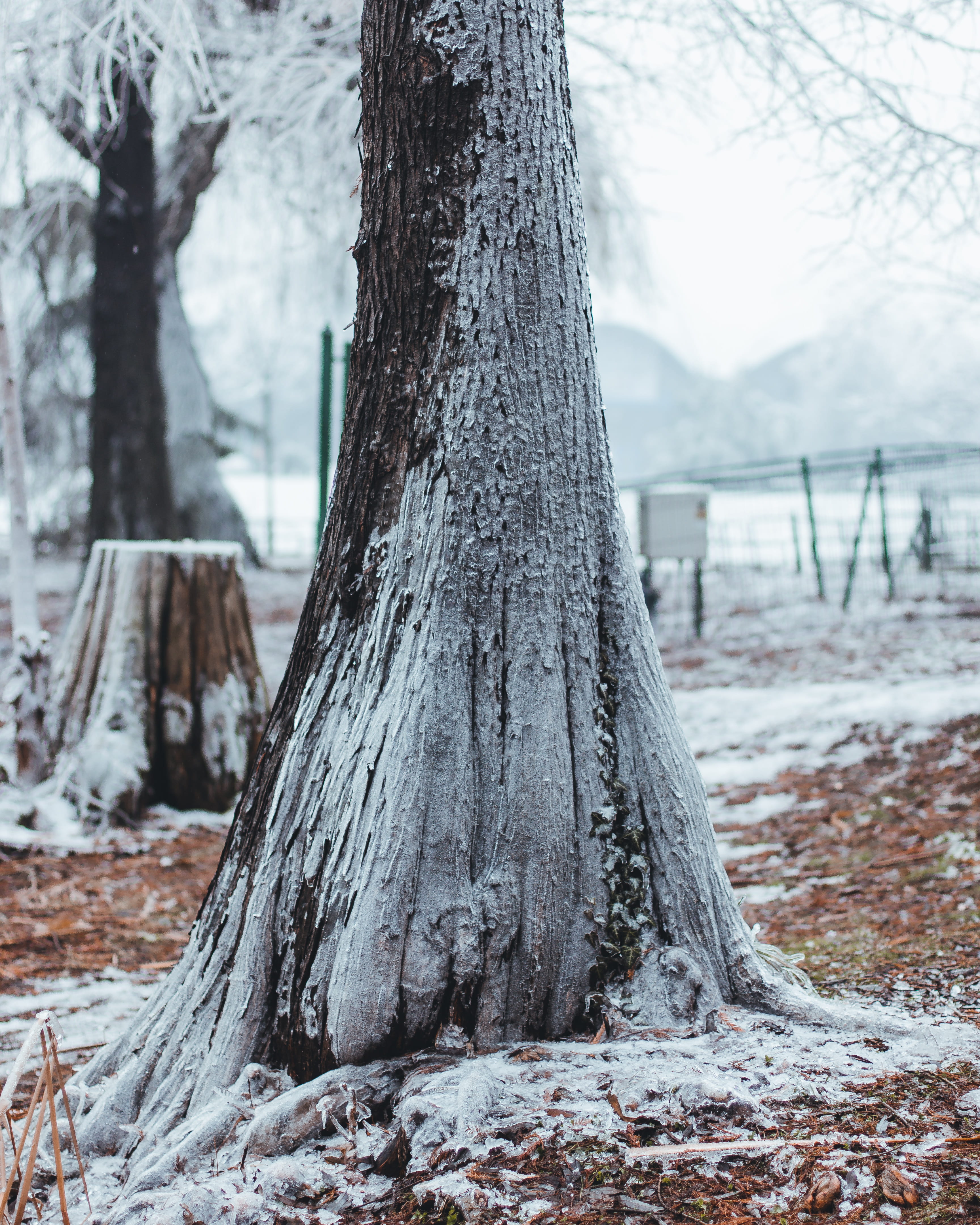 snow, beauty in nature, birch, trunk, day, tree, invertebrate, no people, willow, jug, bark, field, insect, outdoors, winter, tree stump, frost, land, trees, Phone HD Wallpaper