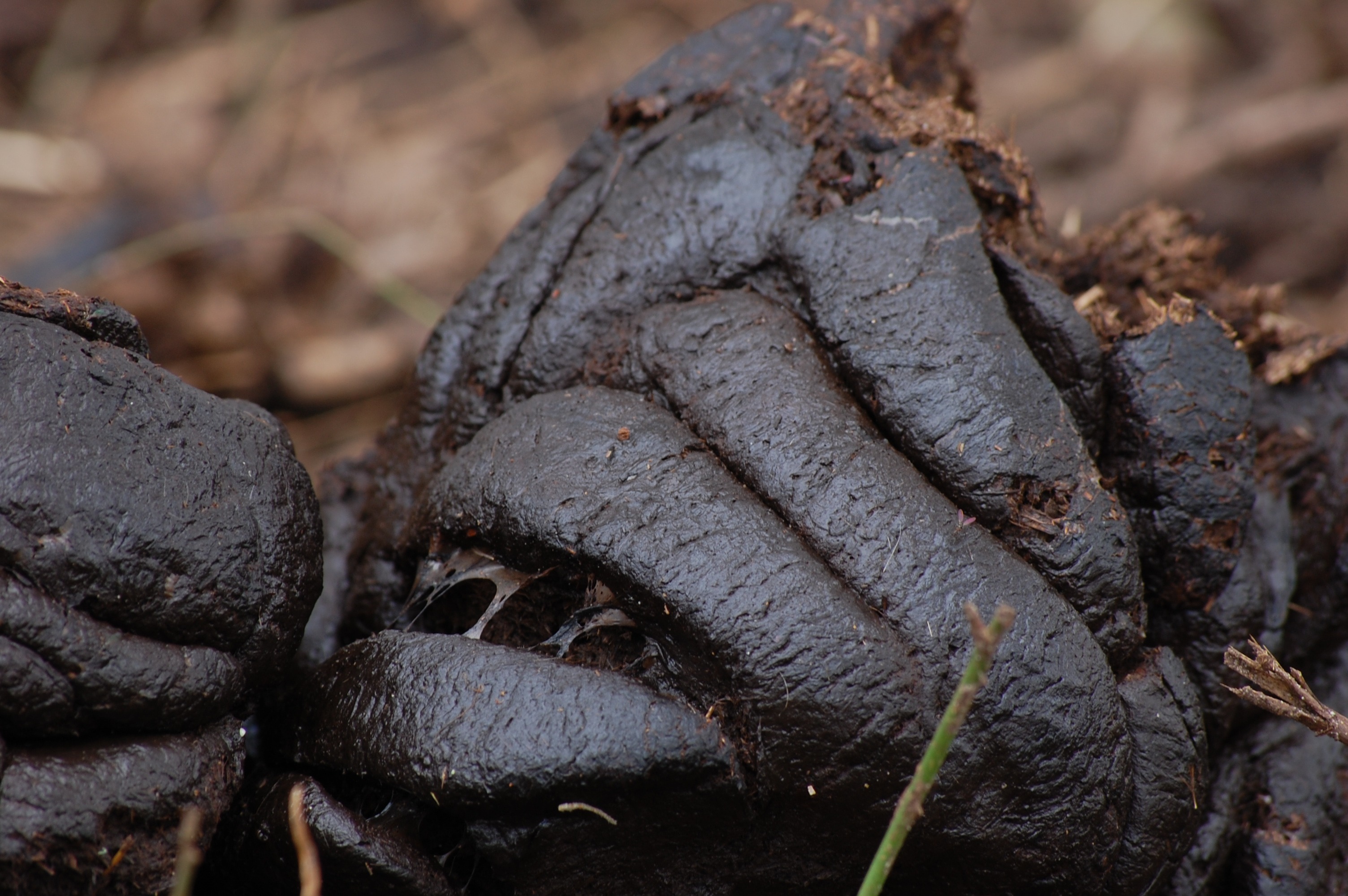 full frame, countryside, compost, rock - object, outdoors, solid, black, rock, feces, log, farming, agriculture, close-up, manure, animal themes, nature, HD Wallpaper
