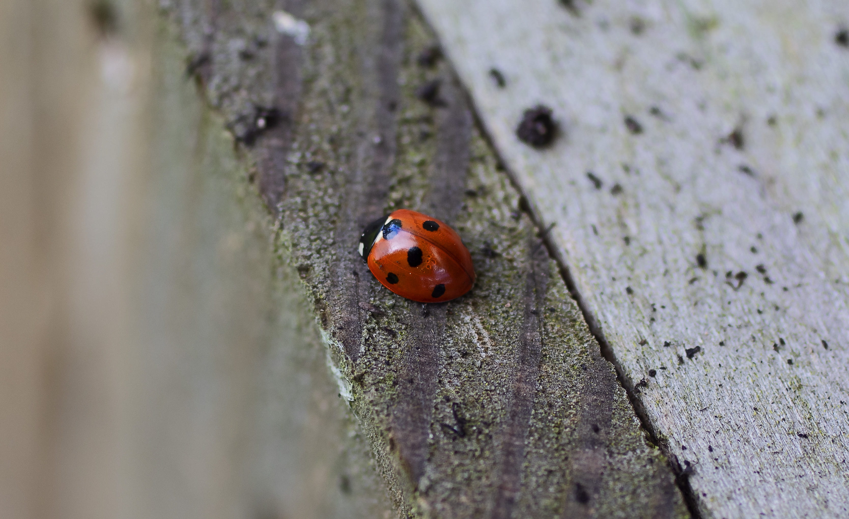 face, mushroom, red, textured, animal, close-up, photo, outdoors, at the edge of, hole, helmet, invertebrate, animal themes, beetle, one animal, 2K, animal wildlife, HD Wallpaper
