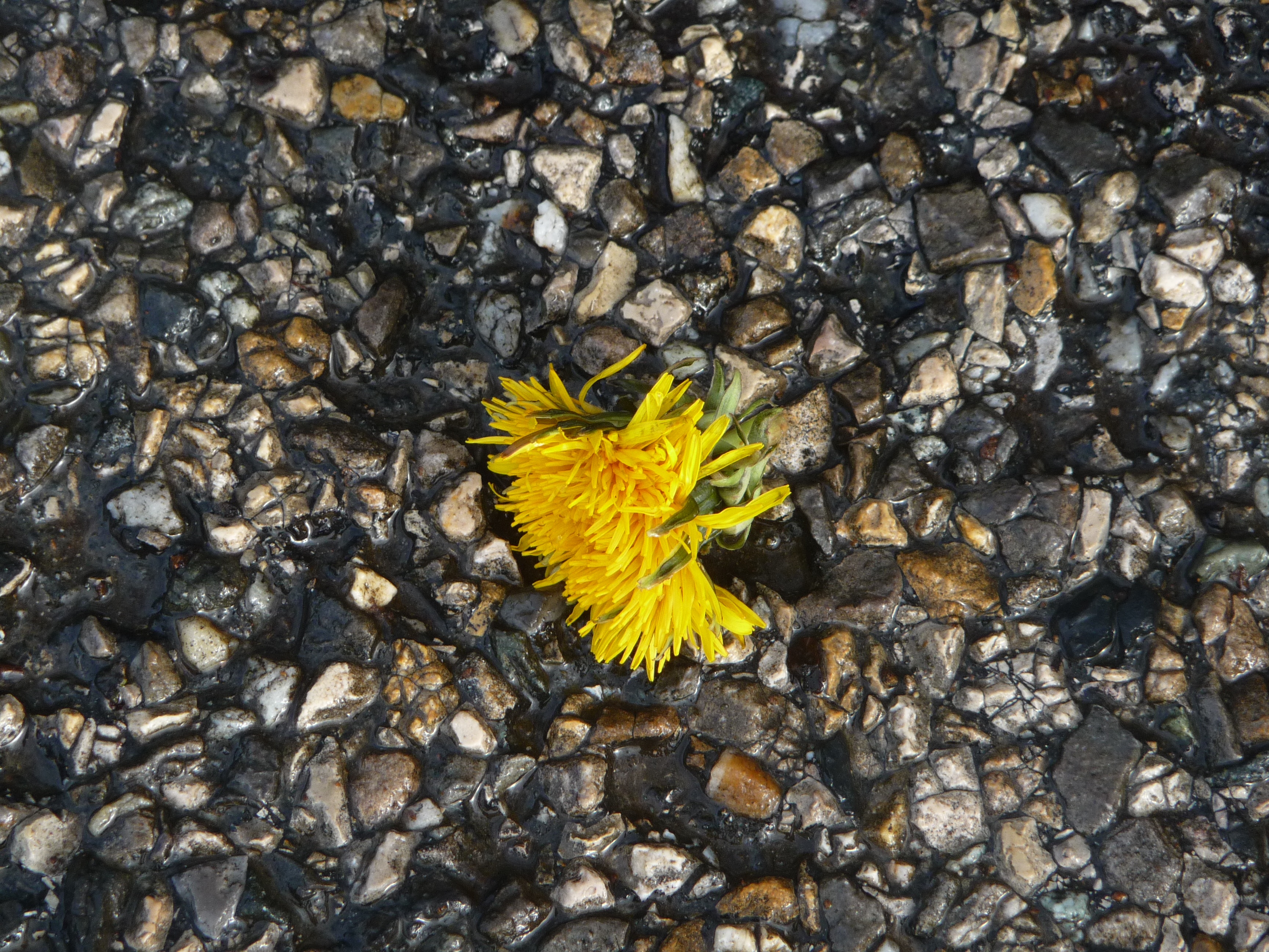 fragility, gravel, high angle view, solid, insect, beauty in nature, dandelion, nature, animal wildlife, flowering plant, flower head, flower, animals in the wild, HD Wallpaper