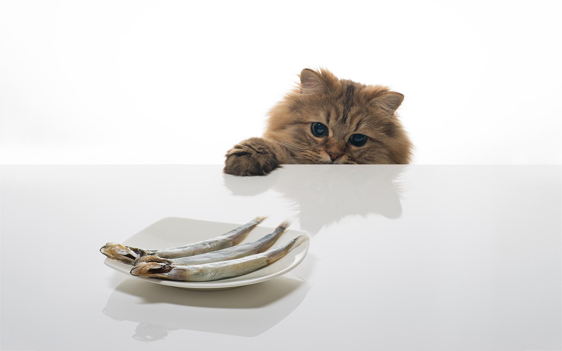 gray, kitten, animals, plate, want, persian, fish, 1080P, feline, cat, HD Wallpaper