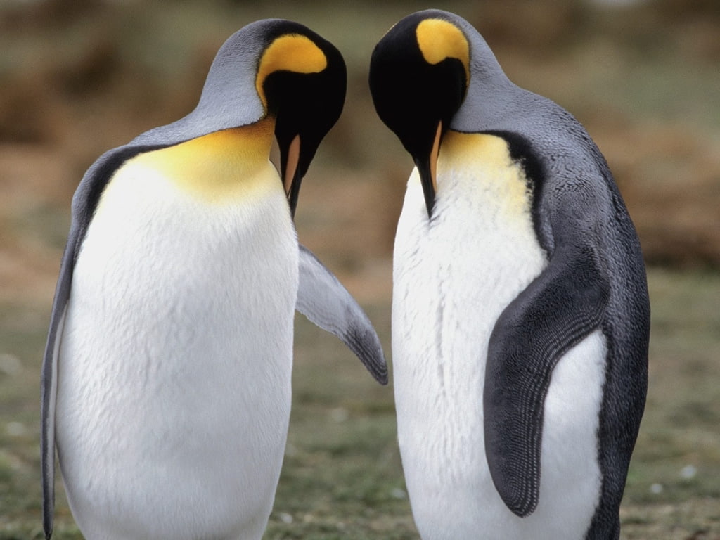 art, hd, animals, cold, 480P, flipper, birds, hold, Penguins, land, want, friendship, HD Wallpaper