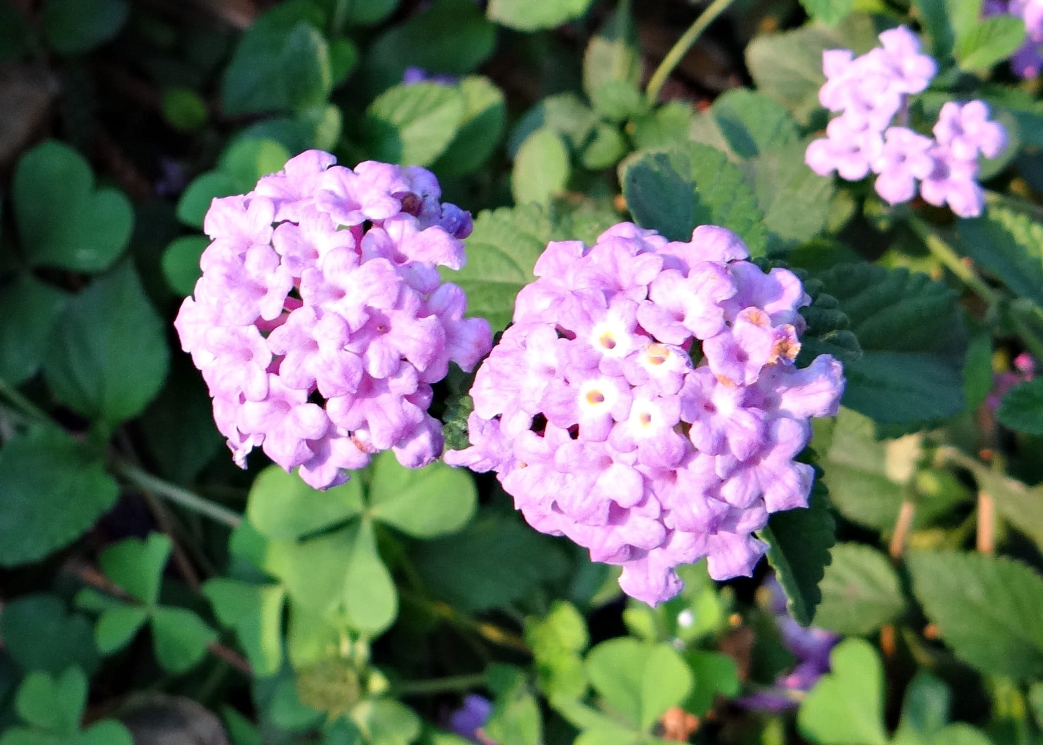 horticulture, 1080P, blossom, botany, lilac, agriculture, Flower, springtime, purple, vulnerability, pink Color, close-up, outdoors, stem, wildflower, HD Wallpaper