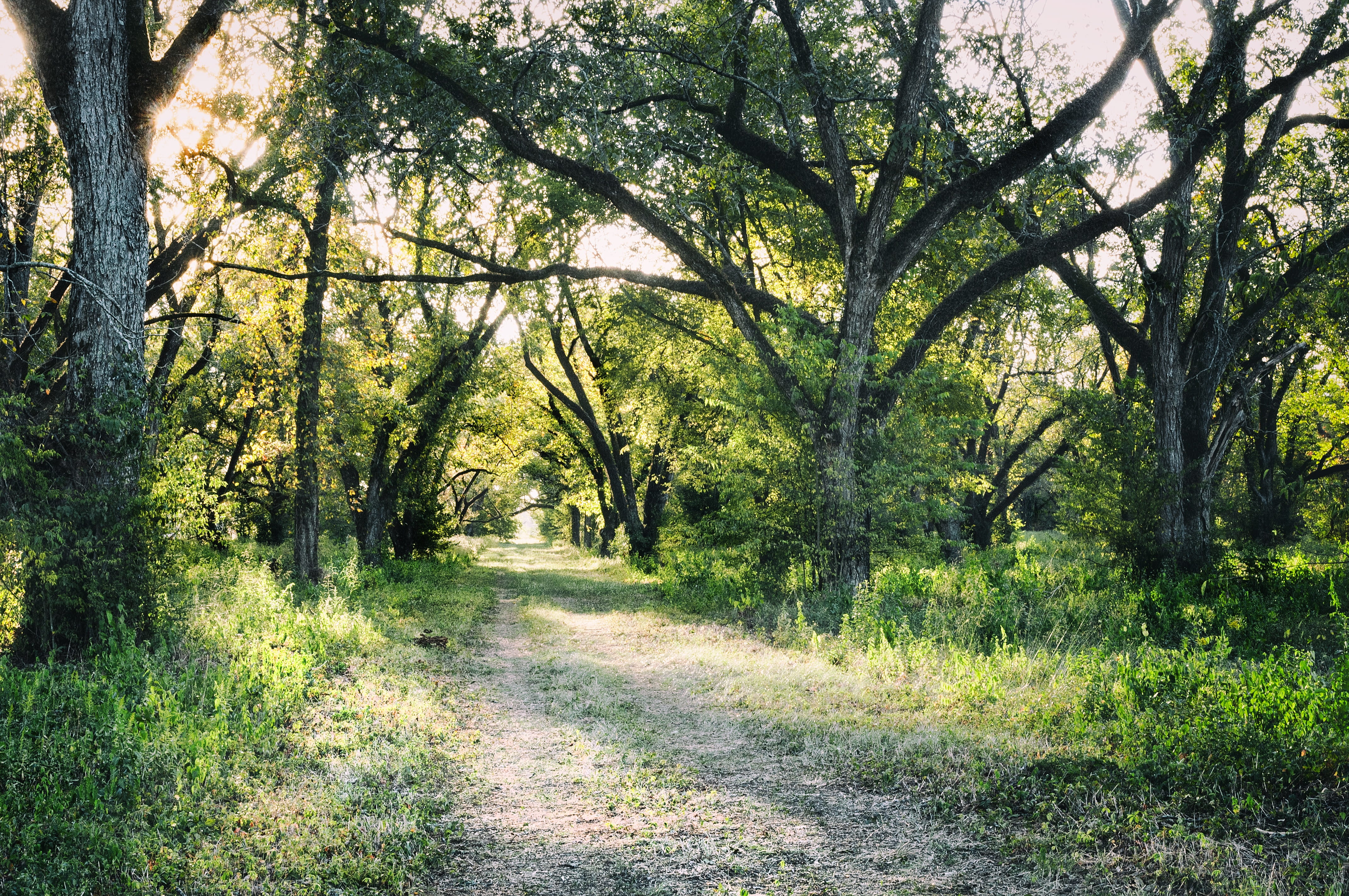 lush foliage, plant, 4K, forest, nature, tranquility, land, grass, agriculture, grove, organic, trail, the way forward, green color, foliage, pecan, day, HD Wallpaper