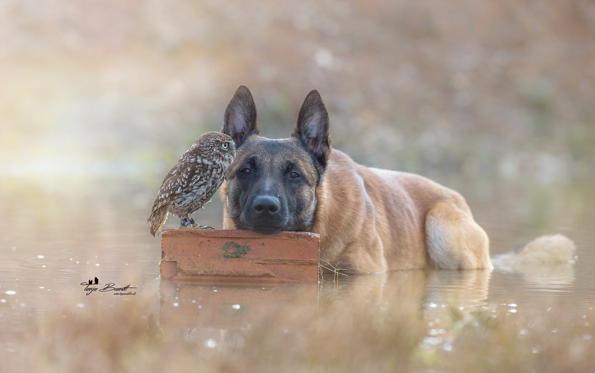 owl, animals, Tanja Brandt, birds, bricks, German Shepherd, water, dog, depth of field, nature, friendship, 1080P, HD Wallpaper