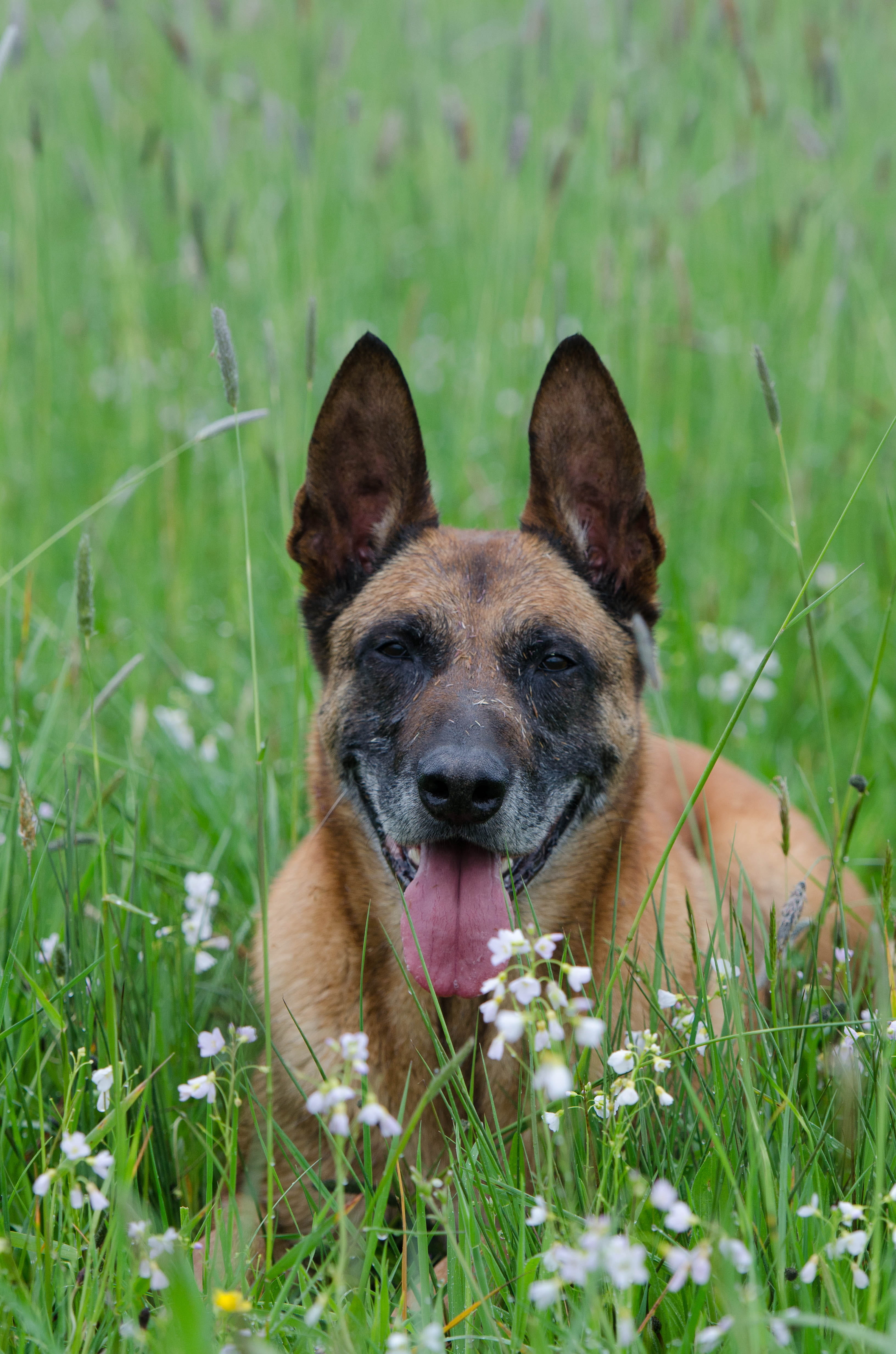 rainy weather, belgian shepherd dog, mammal, wet dog, animal mouth, day, Malinois, green color, Fur, wet fur, meadow, dogs, grass, Weather, puppy, pets, Phone HD Wallpaper