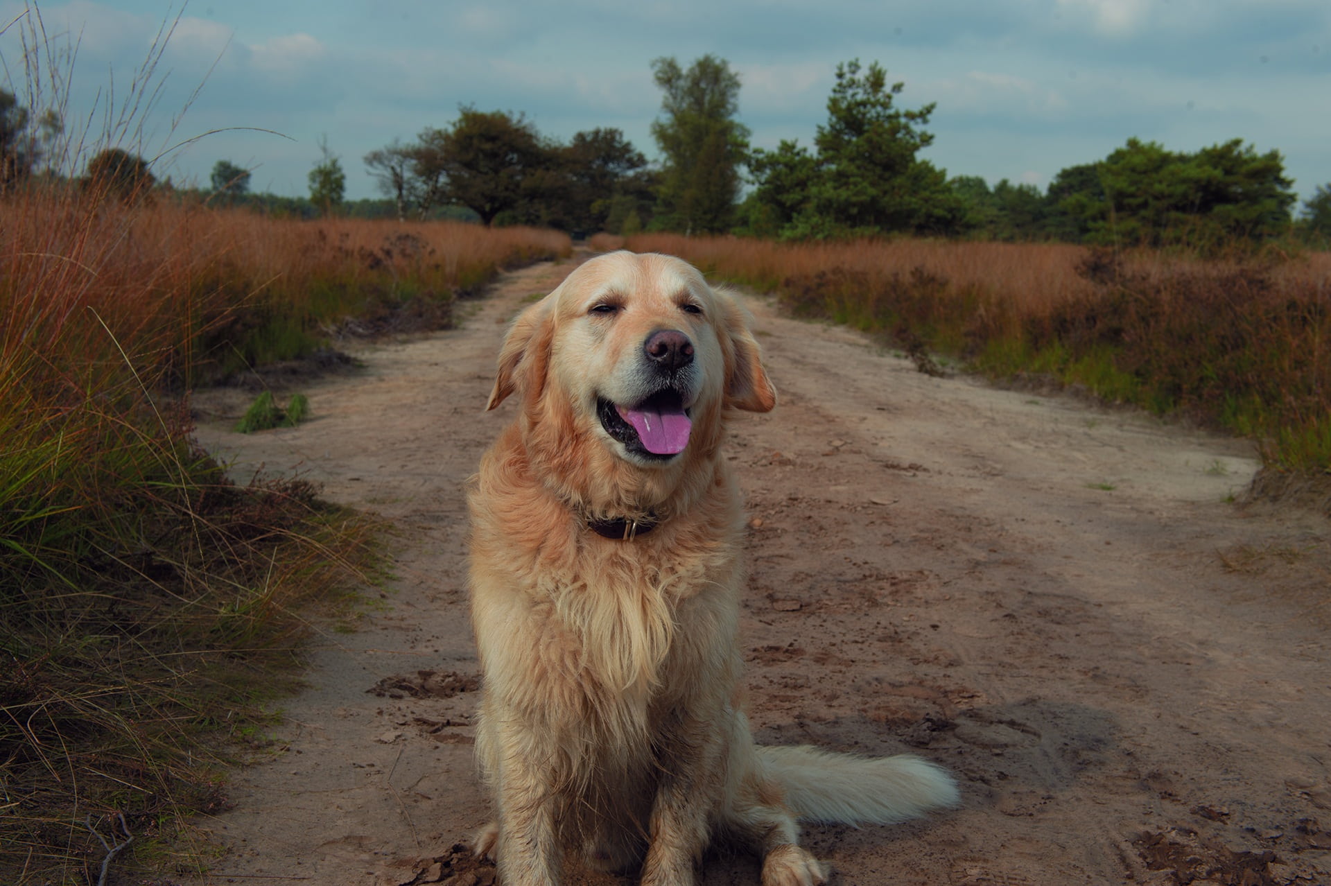 summer, one animal, mammal, vertebrate, growth, puppy, friend, animal, domestic animals, day, 1080P, pets, panting, land, no people, dog playing, spring, HD Wallpaper
