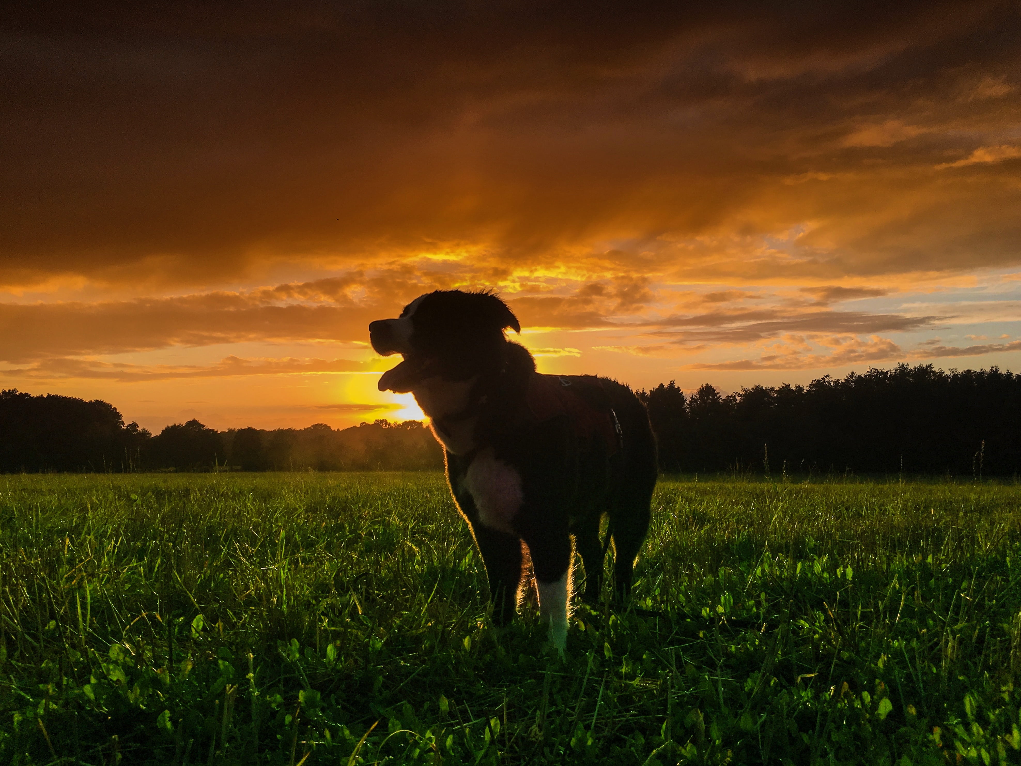 race, orange color, cloud - sky, sunset, autumn, hike, leisure, go for a walk, enjoy weather, pet, plant, animal themes, scenic, clouds, landscape, environment, HD Wallpaper