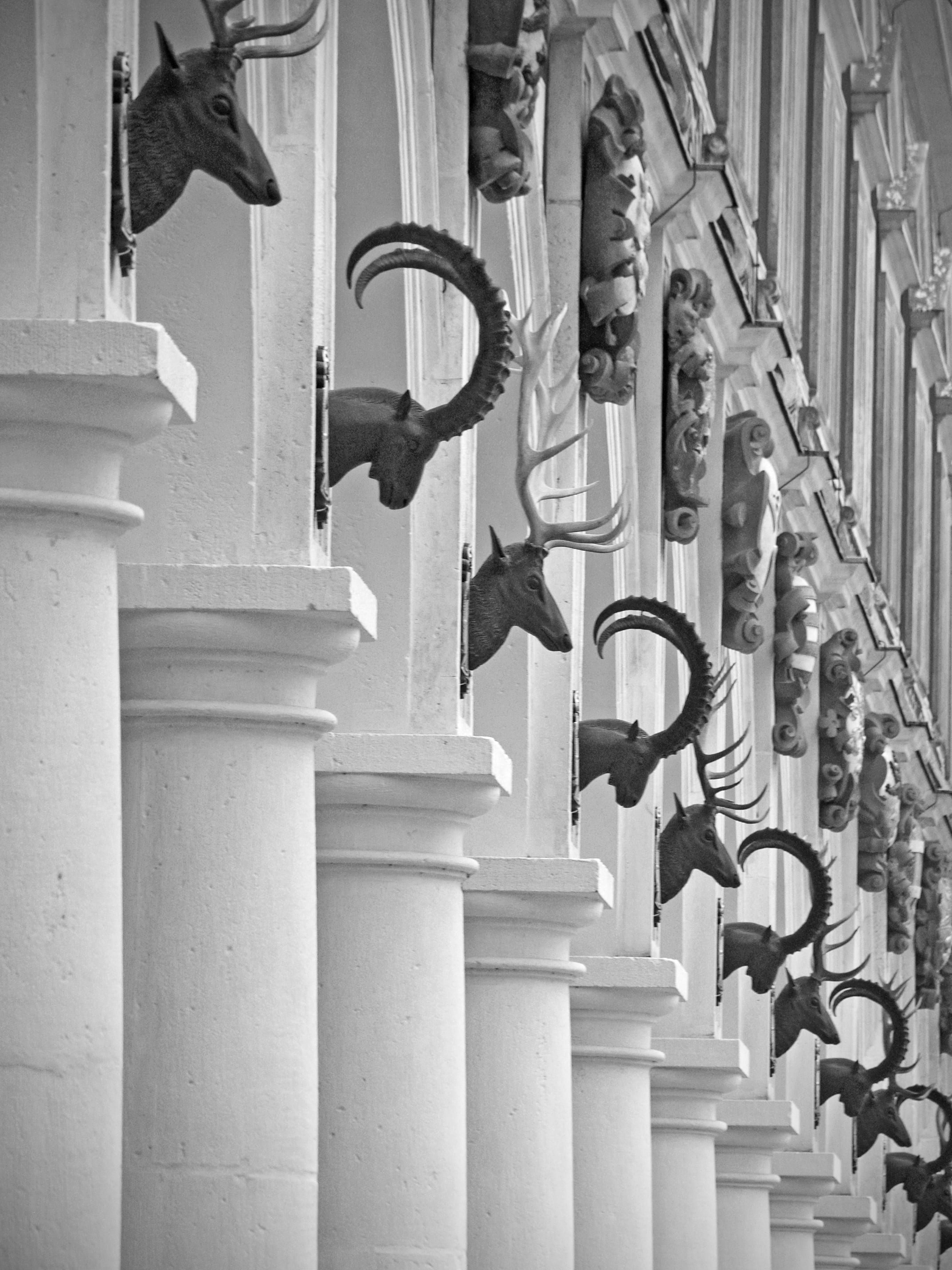 the past, historical, architecture, architectural column, building, deer, building exterior, electric lamp, animal heads, repetition, 2K, history, staircase, Phone HD Wallpaper