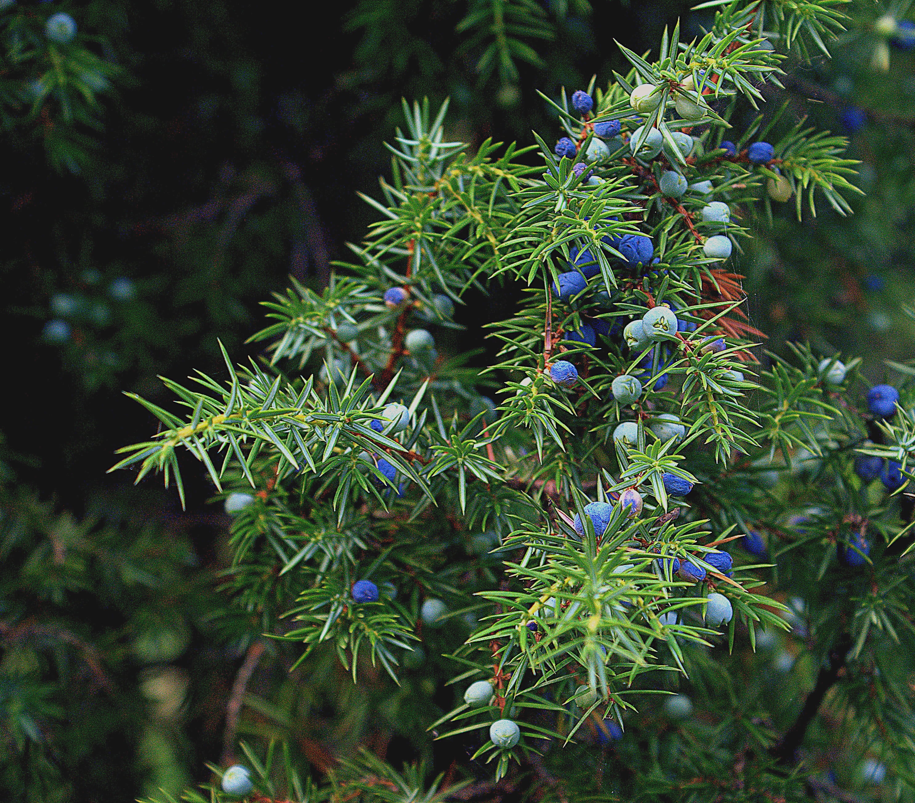 selective focus, focus, beauty in nature, bush, capstan winch, navy blue, christmas tree, juniper pins, plant part, tranquility, pine tree, no people, fir tree, HD Wallpaper