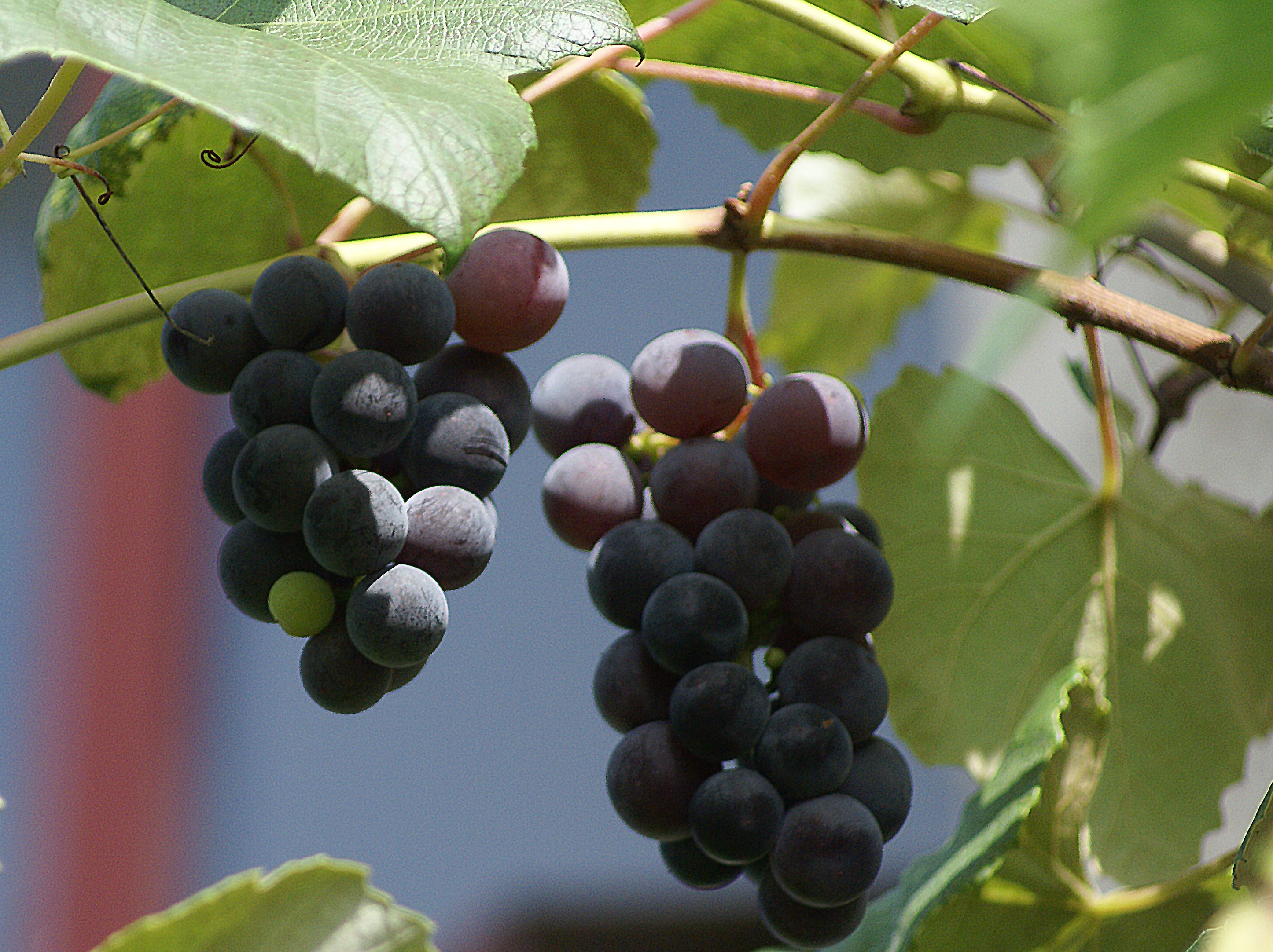 matt, plant, spherical, fruiting, food and drink, agriculture, focus on foreground, nature, fresh, firm, eating, freshness, growth, grapes, hanging, shadow, HD Wallpaper