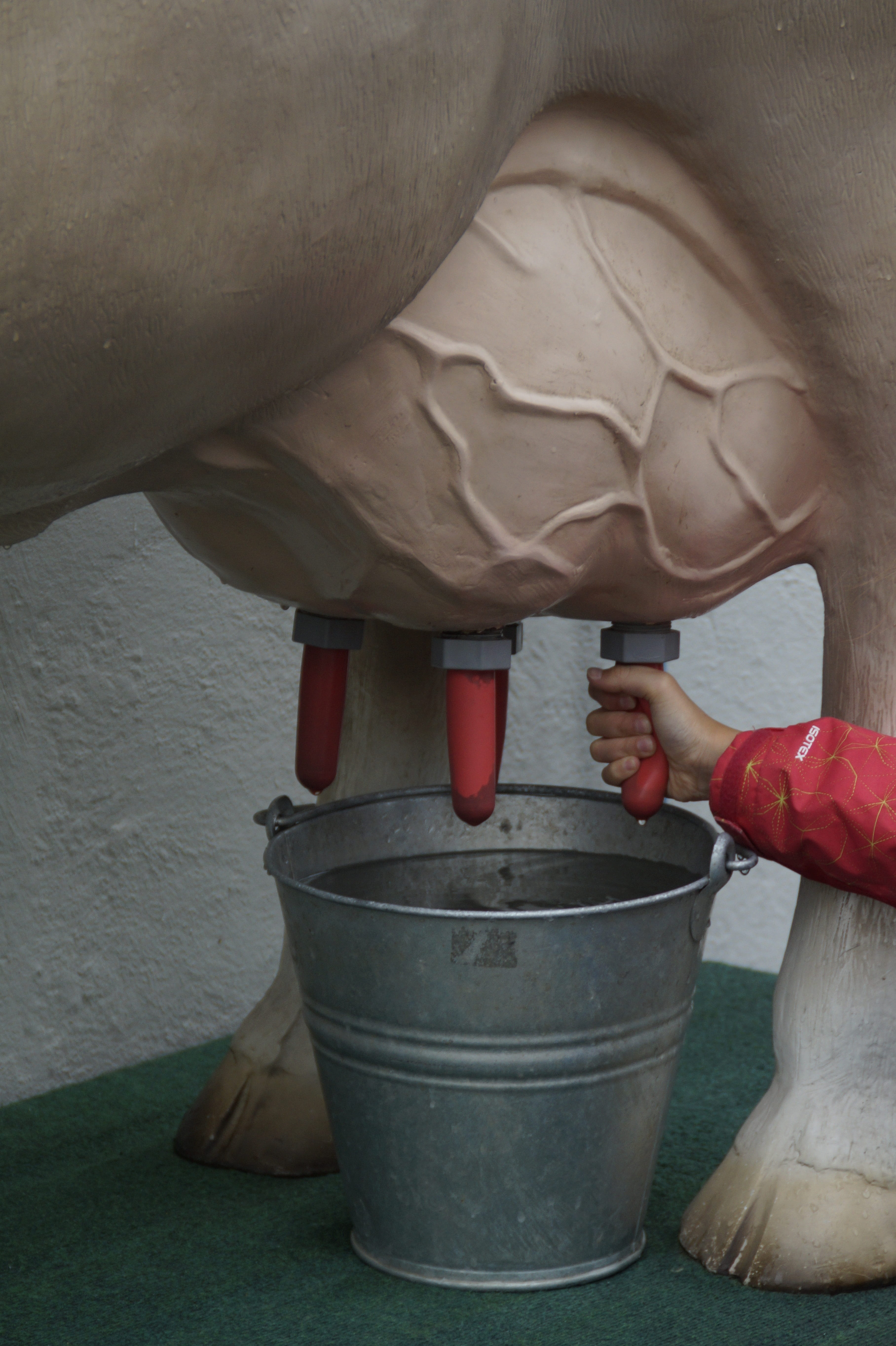 milk, one person, agriculture, dairy, teat, day, exercise, udder, human hand, holding, standing, real people, indoors, close-up, container, human body part, Phone HD Wallpaper