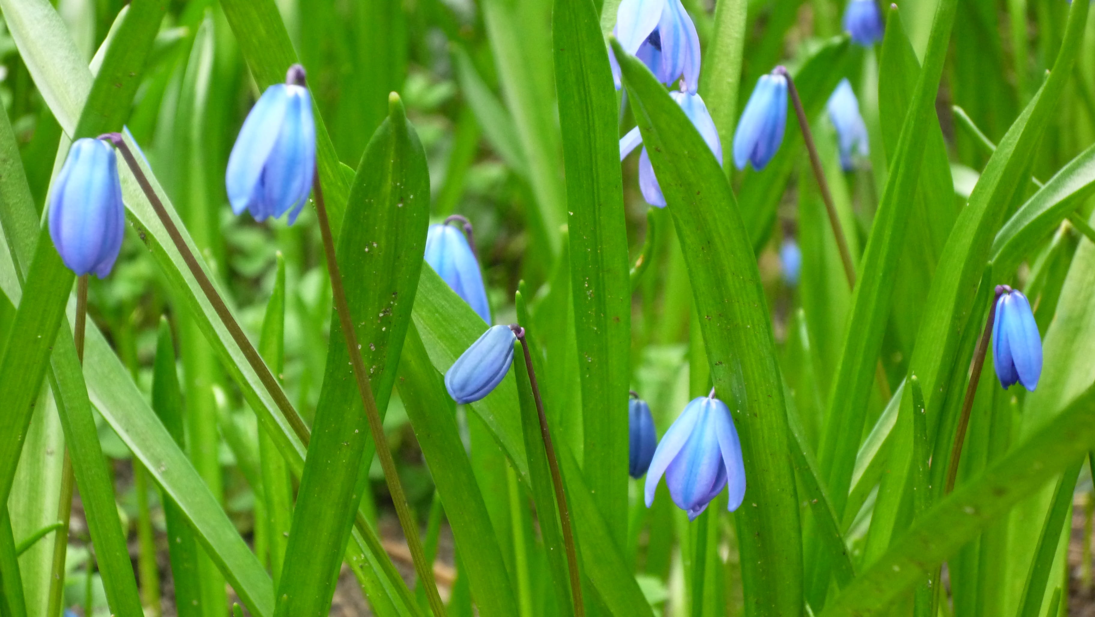 inflorescence, nature, flowering plant, iris, flower head, toruń, poland, blade of grass, flowers, plant, beauty in nature, fragility, 2K, vulnerability, HD Wallpaper
