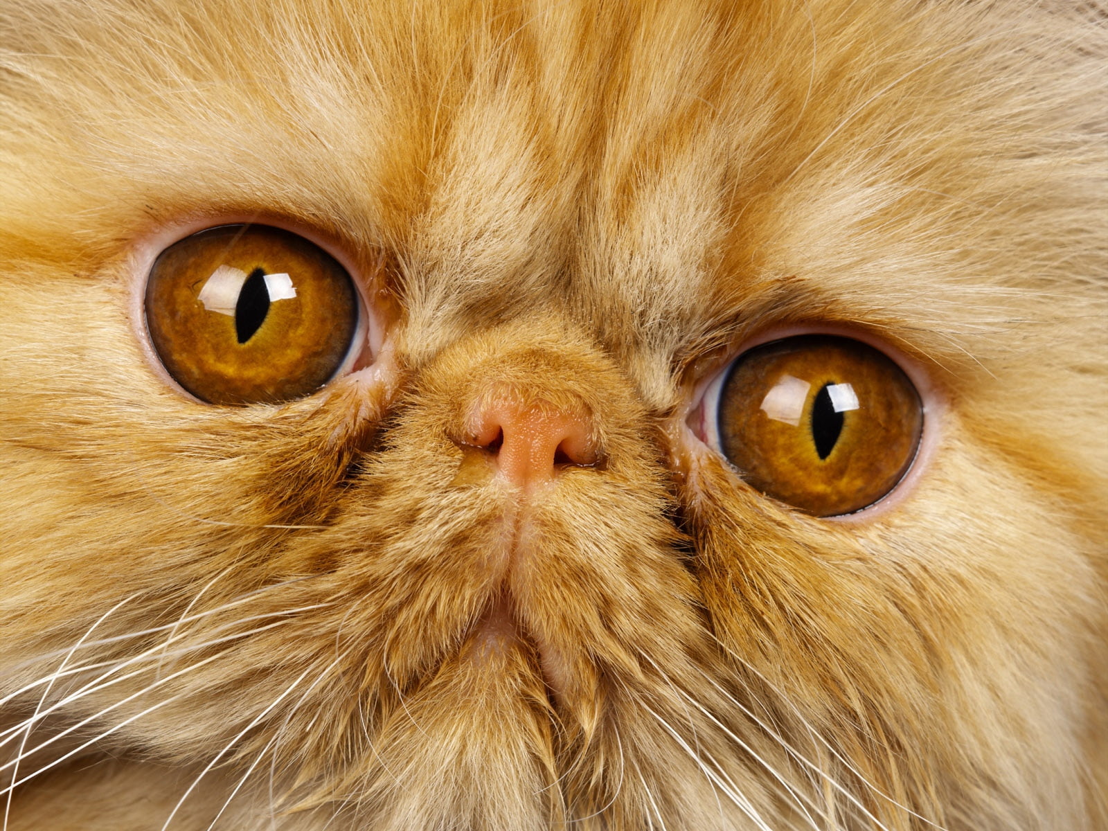 animal head, portrait, animal Eye, brown, 720P, young Animal, kitten, sitting, small, cute, animal Hair, white, beauty, ginger cat, beautiful, eye, domestic, HD Wallpaper