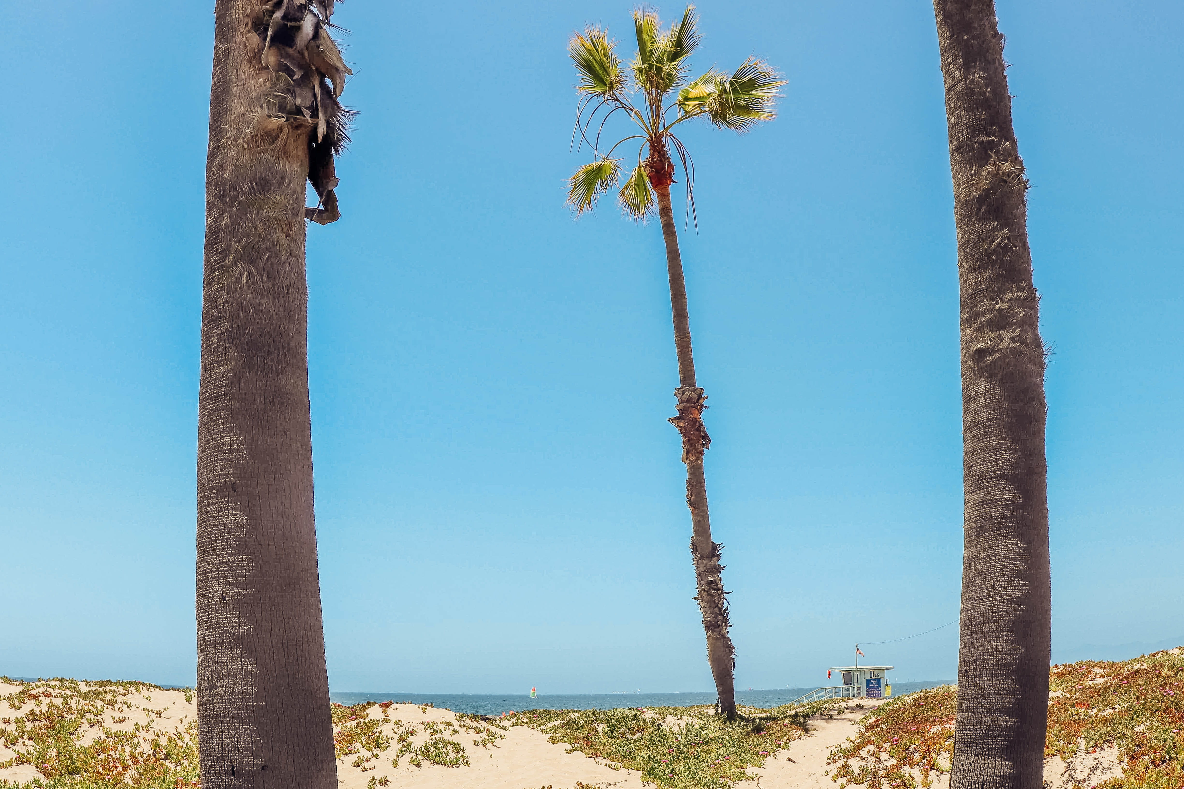 ocean, tropical tree, trunk, background, scenics - nature, travel, palm trees, sunlight, nature, california, vacation, plant, tranquility, water, HD Wallpaper