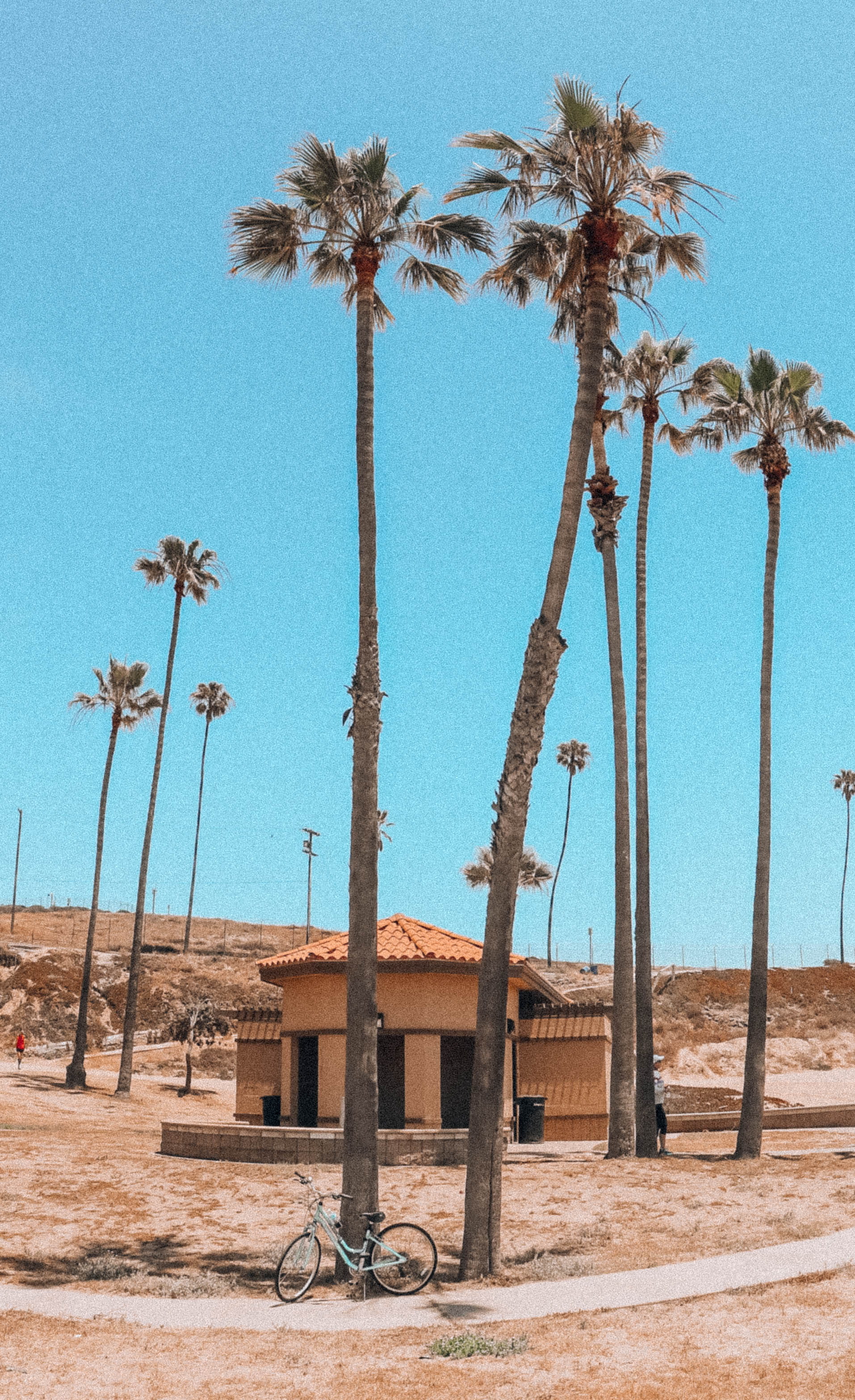 beauty in nature, arid climate, land, los angeles, tree trunk, clear sky, sea, tropical tree, palm tree, nature, ocean, coconut palm tree, background, no people, Phone HD Wallpaper