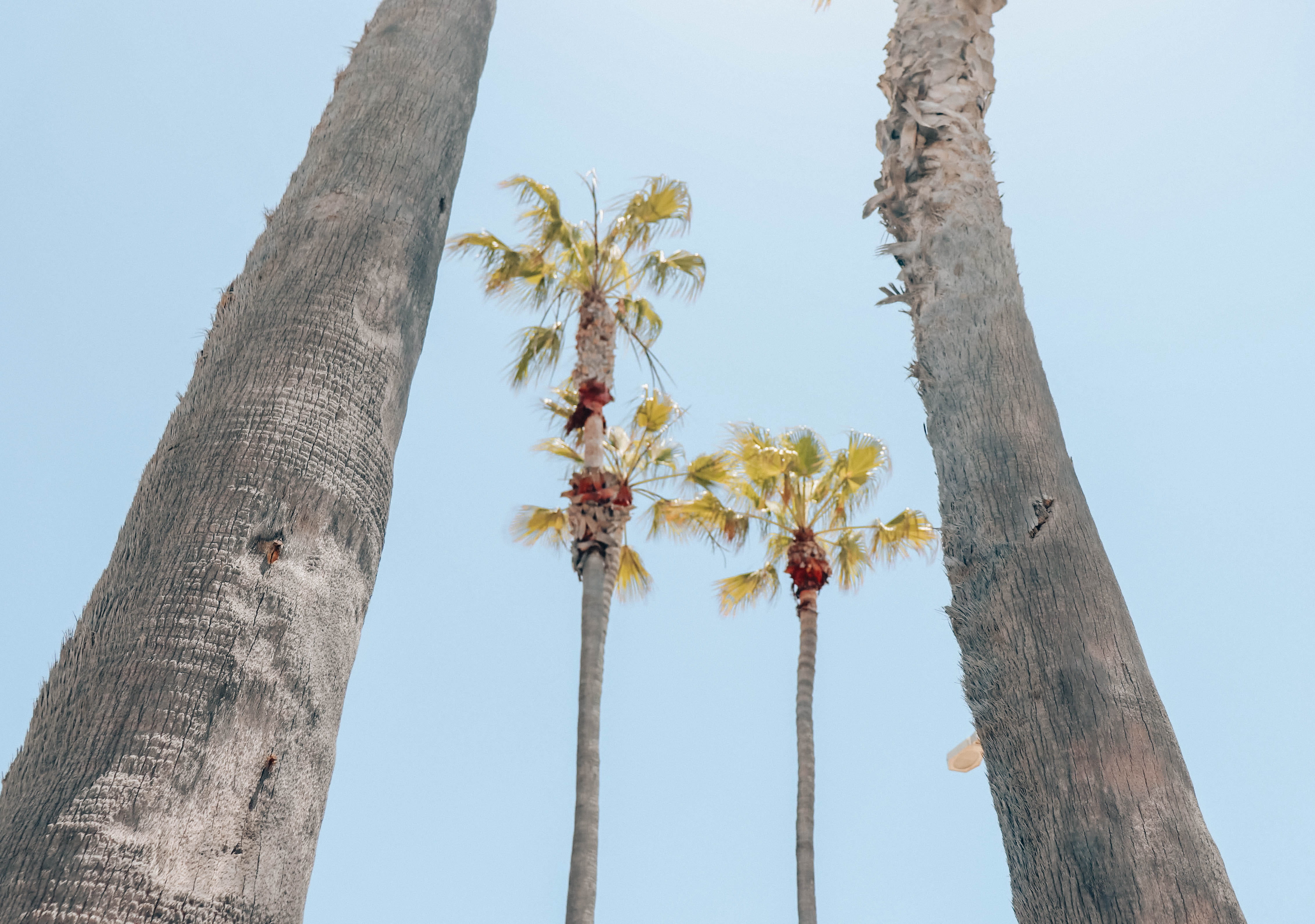 beach, tranquility, branch, palm trees, 4K, tree trunk, sea, tropical climate, clear sky, tall - high, trunk, no people, nature, sky, background, HD Wallpaper