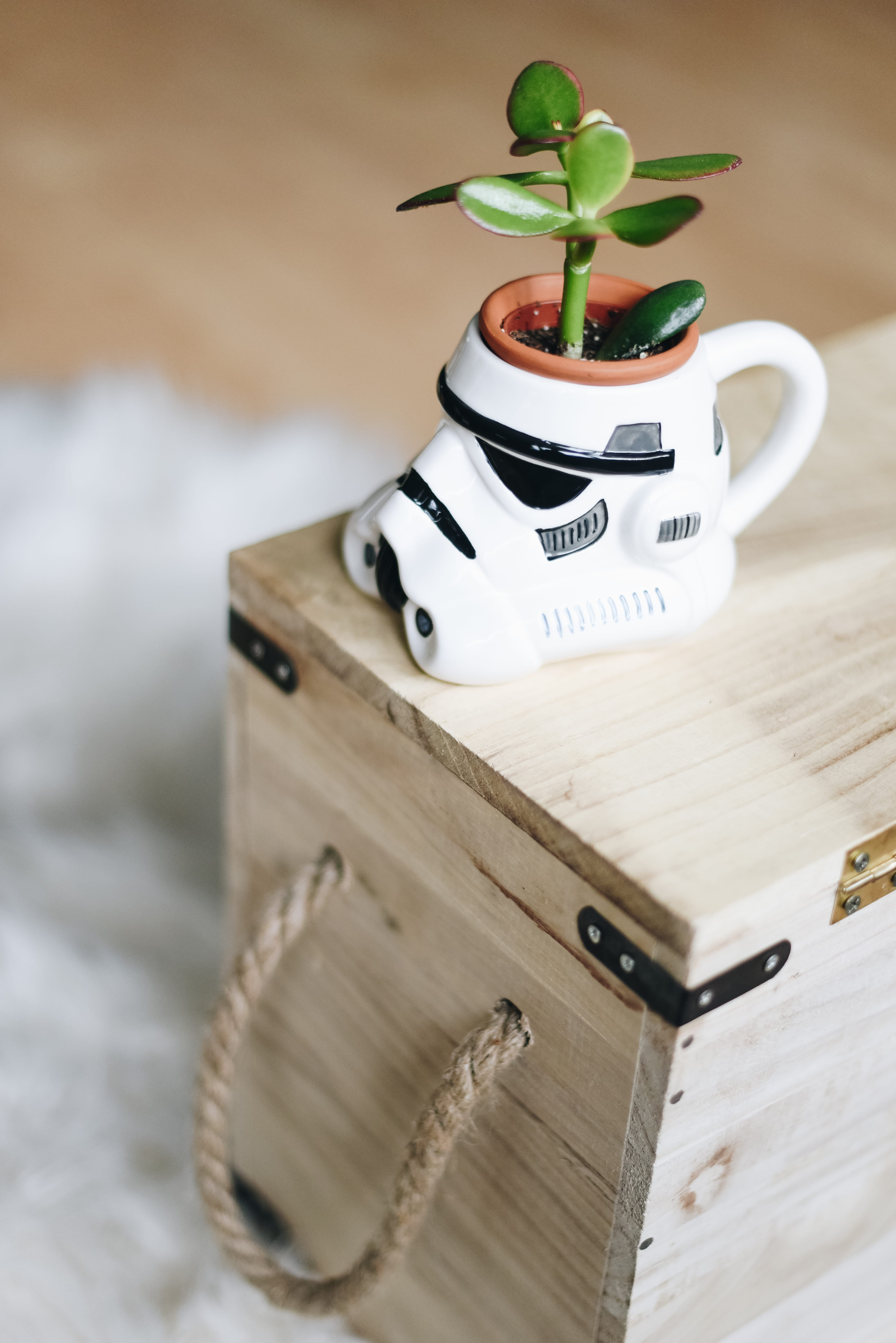 potted plant, number, nature, wooden, still life, table, box, communication, focus, wood, indoors, green, western script, wood - material, container, stormtrooper, Phone HD Wallpaper