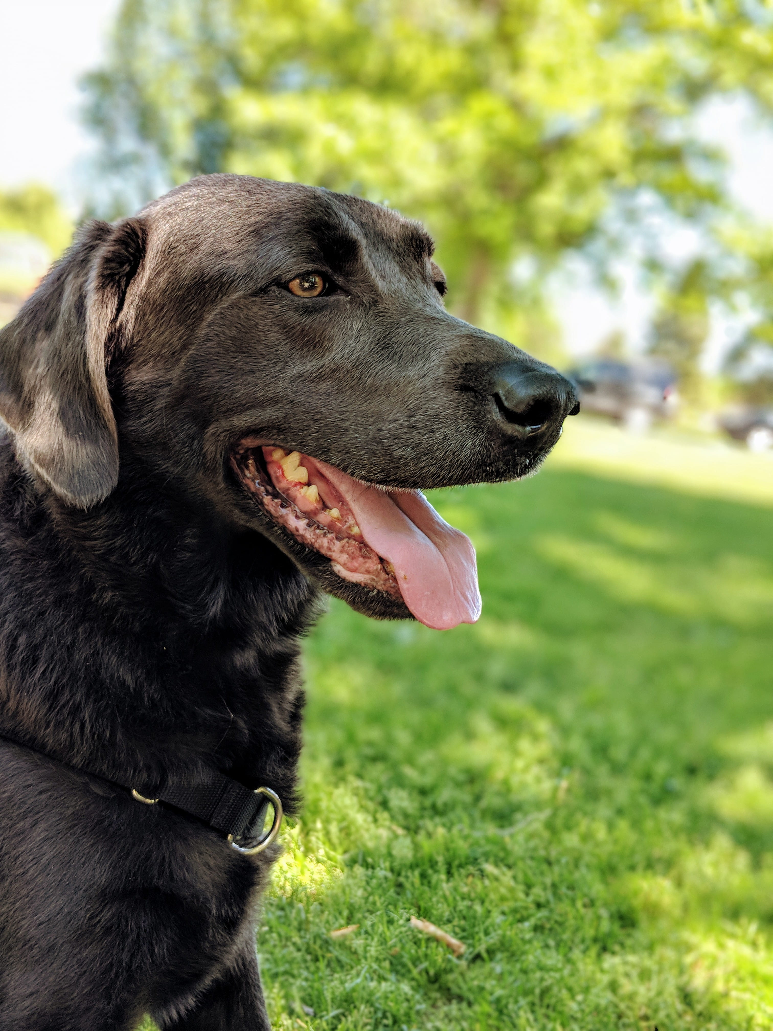 day, collar, doggy, public-domain, vertebrate, animal themes, coated, looking, plant, snout, canine, domestic animals, denver, no people, united states, Phone HD Wallpaper