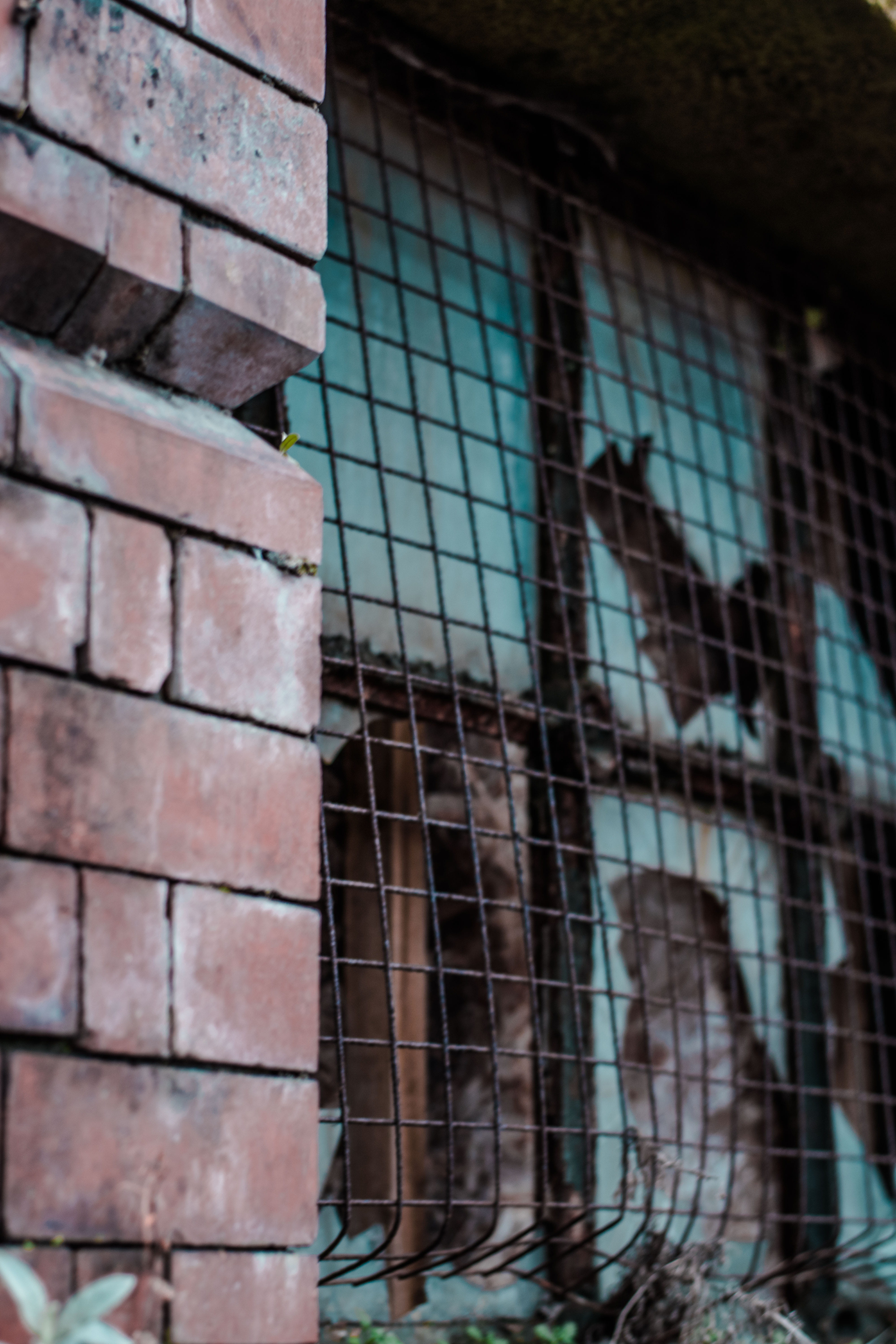 uk, urbex, focus on foreground, animal wildlife, outdoors, window, abandon, dirts, explore, street, pattern, shatter, animal, animal themes, brick, architecture, Phone HD Wallpaper