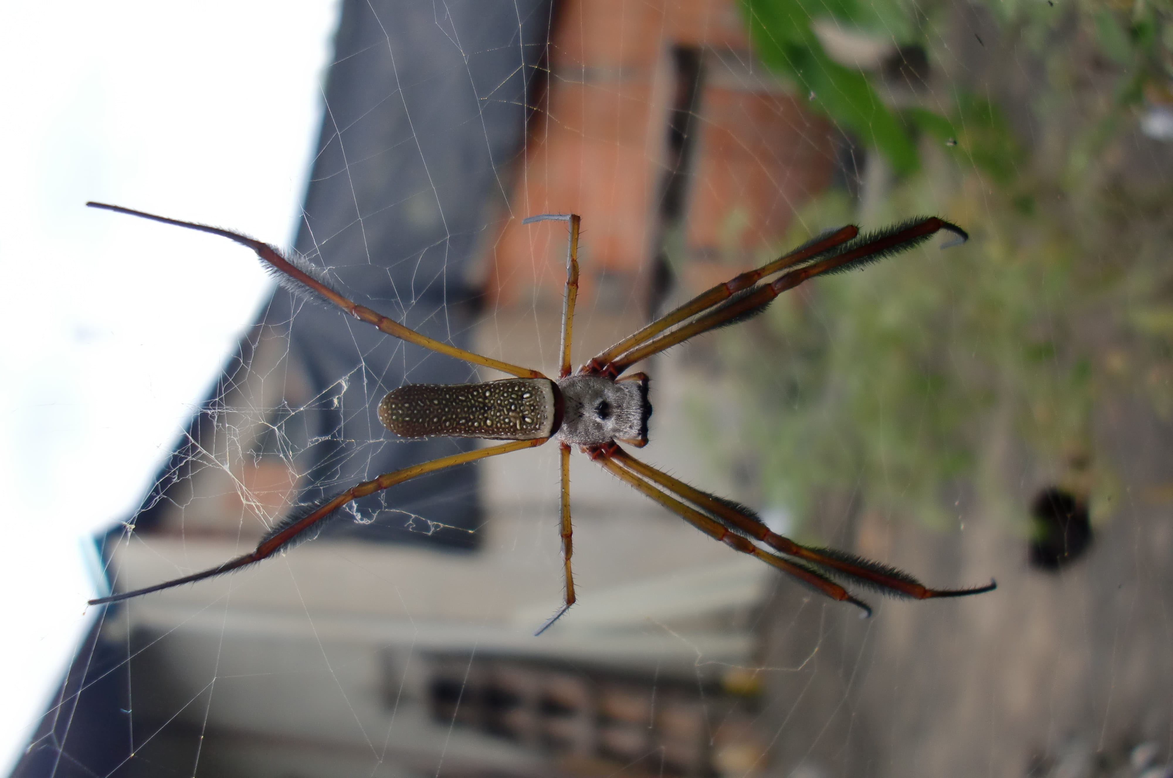 arachnid, focus on foreground, networks, animal antenna, trap, nature, invertebrate, day, animal, spider web, one animal, animal body part, insect, outdoors, HD Wallpaper