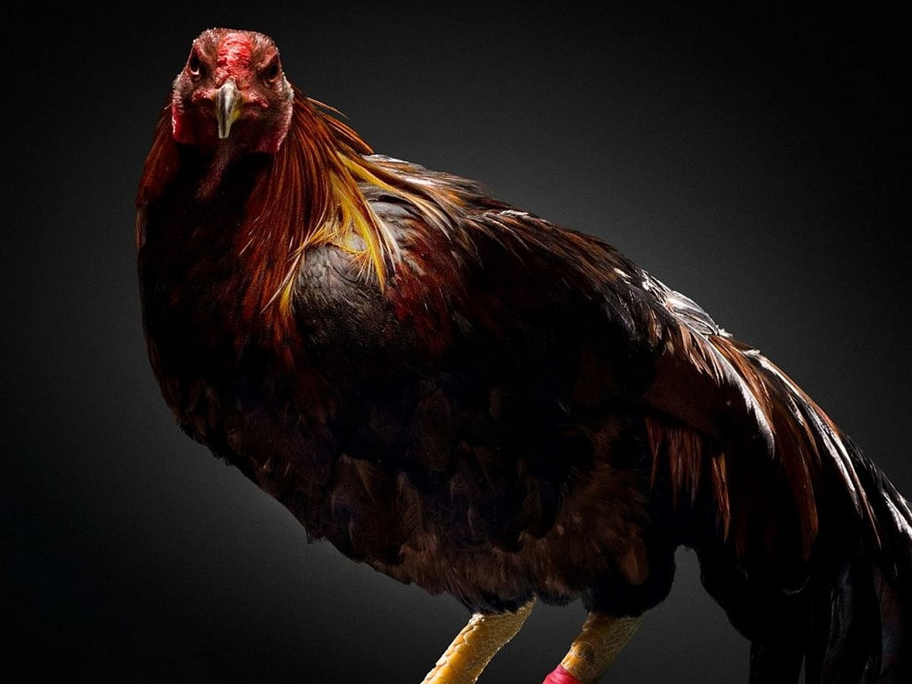 vertebrate, the hangover part iii, studio shot, rooster, domestic animals, bird of prey, livestock, black background, animal themes, bird, chicken, profile view, HD Wallpaper