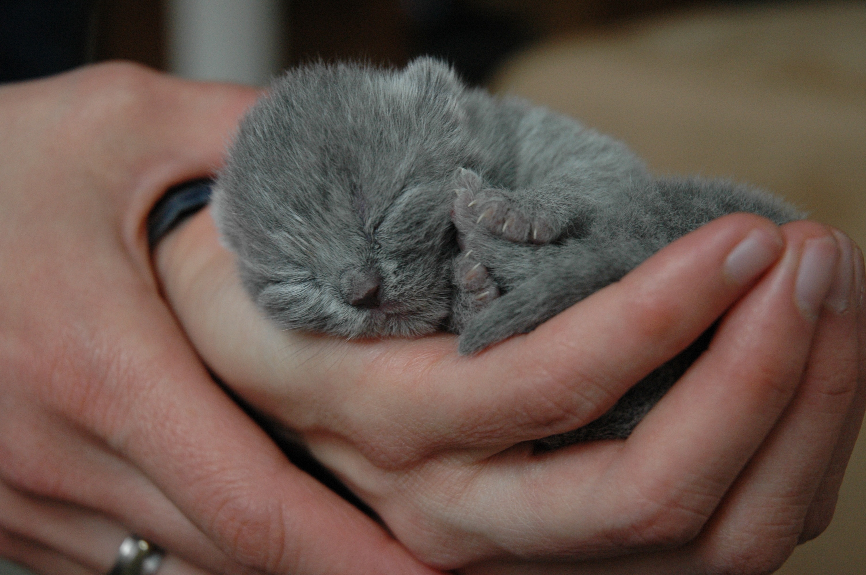 human body part, domestic animals, domestic Cat, cat, vertebrate, small, care, british shorthair, grey, cats, one animal, hands cupped, hangover, remote access, HD Wallpaper