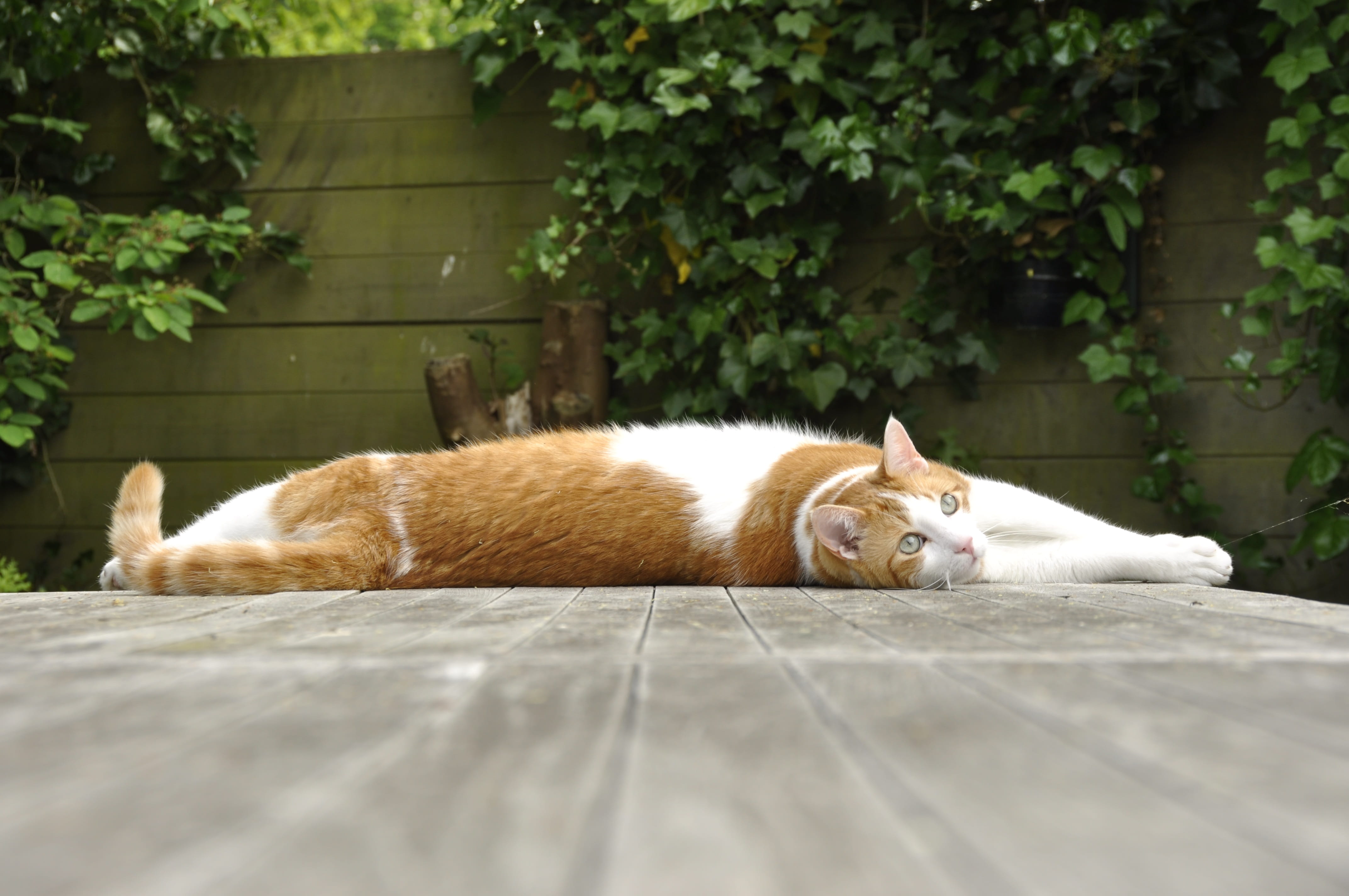 resting, animal, Gijs, lying down, domestic animals, cute, whisker, nap, feline, sleeping, no people, front or back yard, plant, Cat, relaxation, white, HD Wallpaper