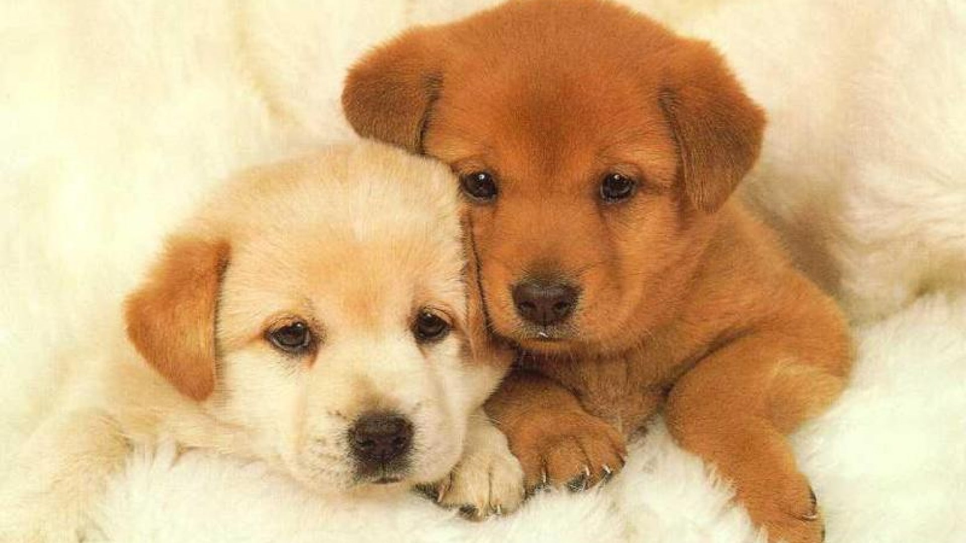 dog, brothers, lovely, 1080P, animals, HD Wallpaper