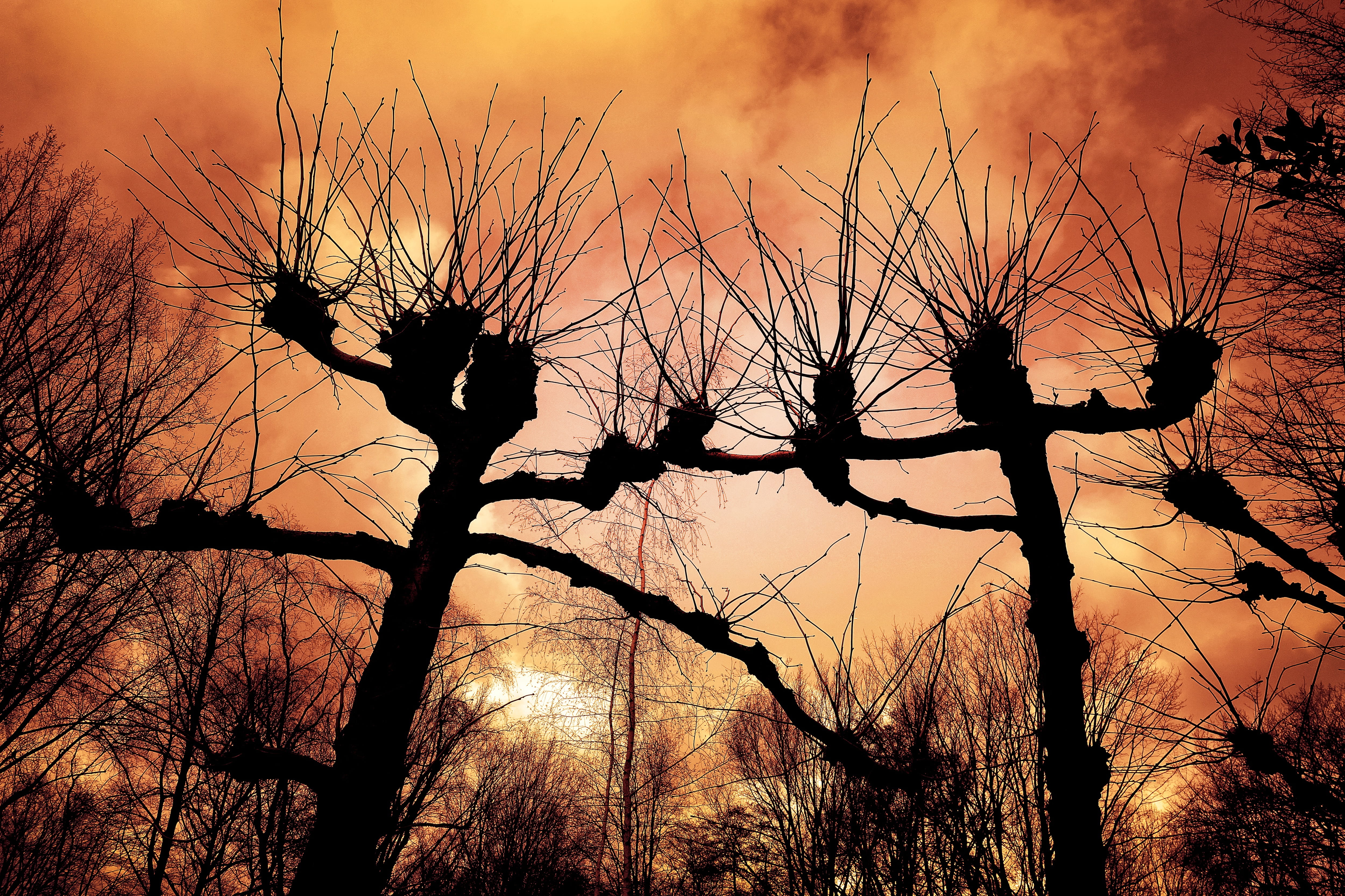 netherlands, growth, red skies, winter trees, tree trunk, silhouette, orange color, flaming, winter, sky, cloud - sky, nature, sunset, bare branch, pollard willow, HD Wallpaper