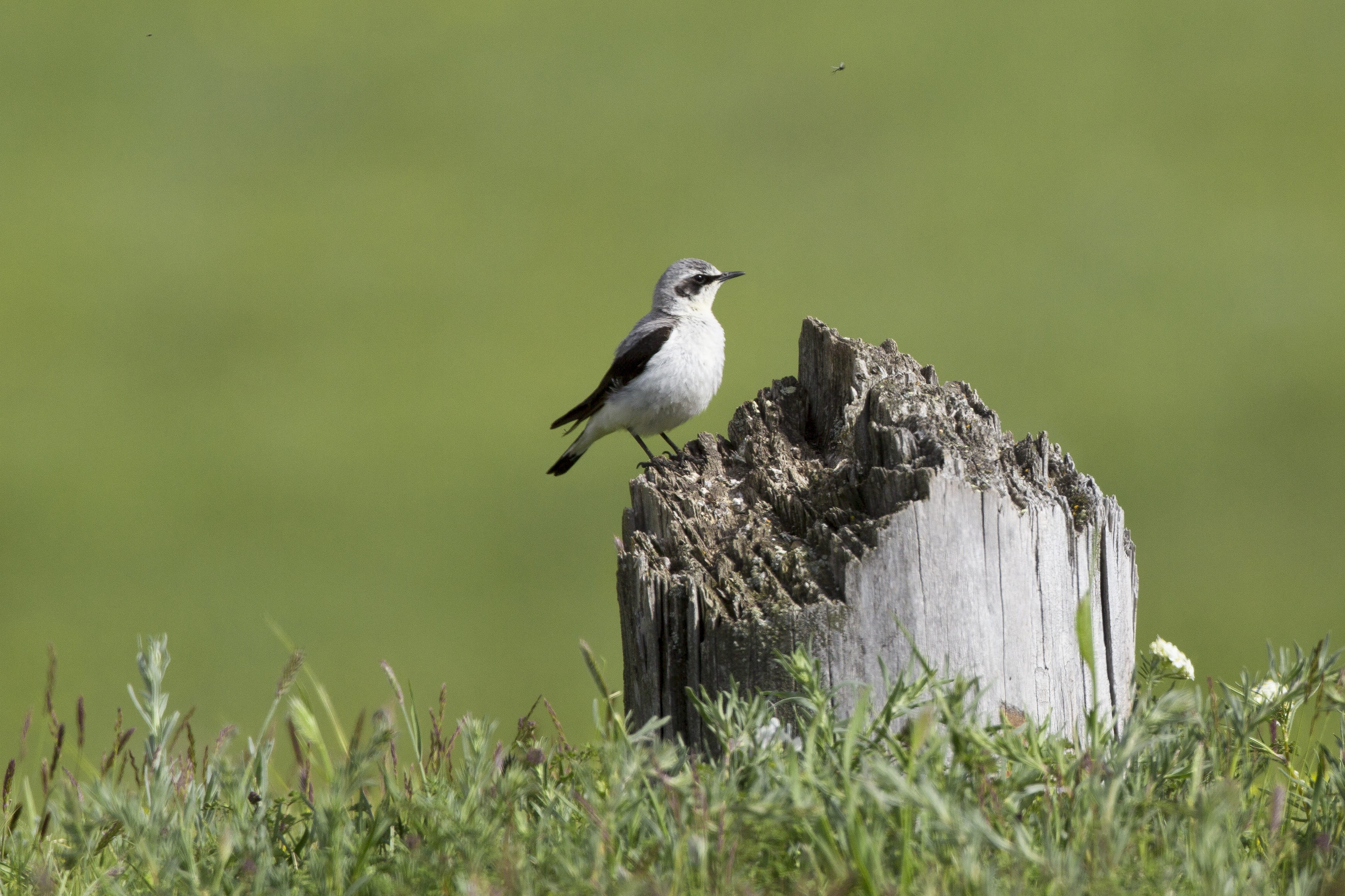 perching, surrounded, field, white, tree trunk, trunk, animal themes, meadow, day, animal wildlife, 朽木, mongolia, animal, green grass, black, animals In The Wild, HD Wallpaper