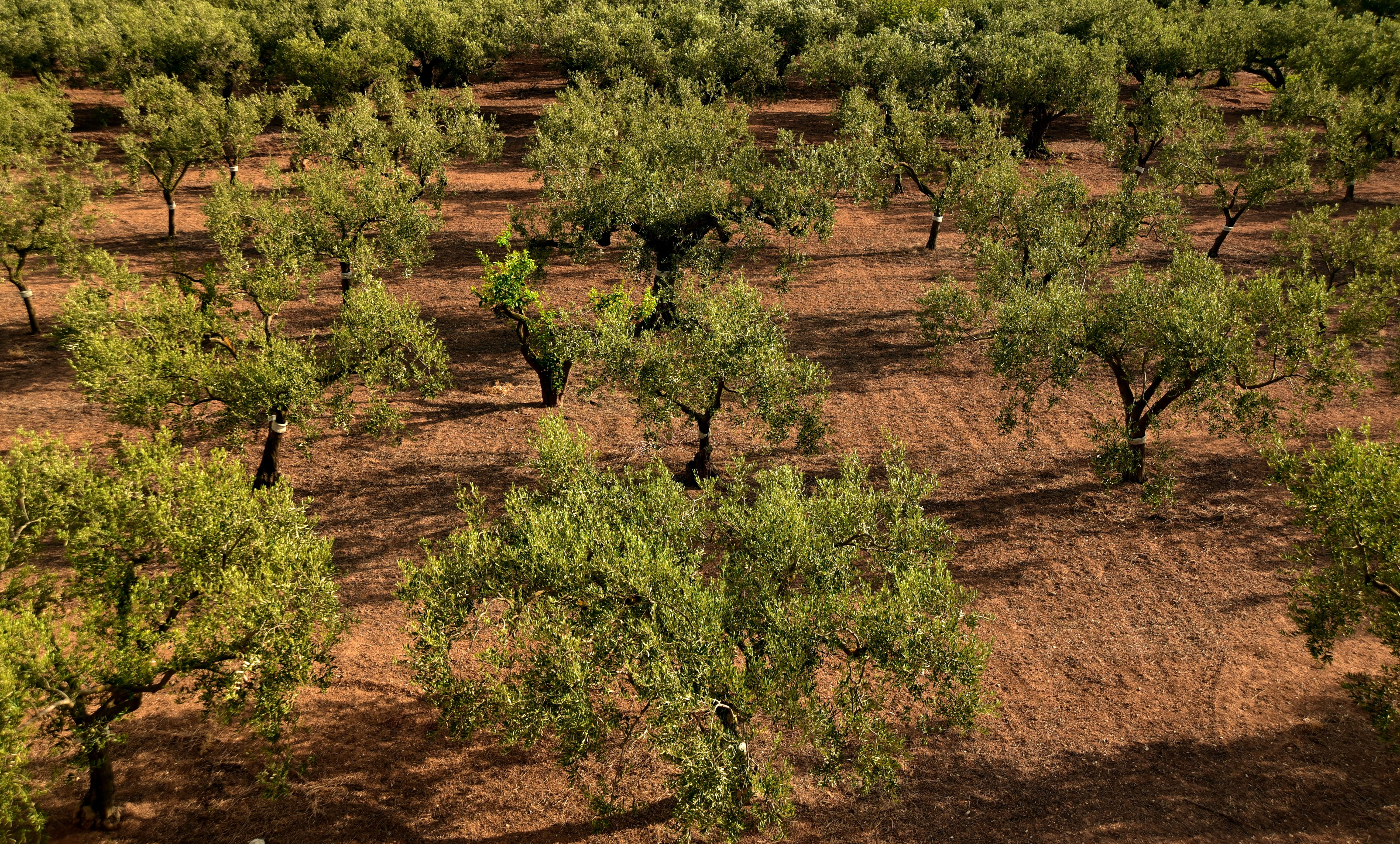 olive trees, olive grove, no people, agriculture, sunlight, plant, green color, vegetation, sicily, tranquility, nature, olive field, field, day, scenics - nature, HD Wallpaper