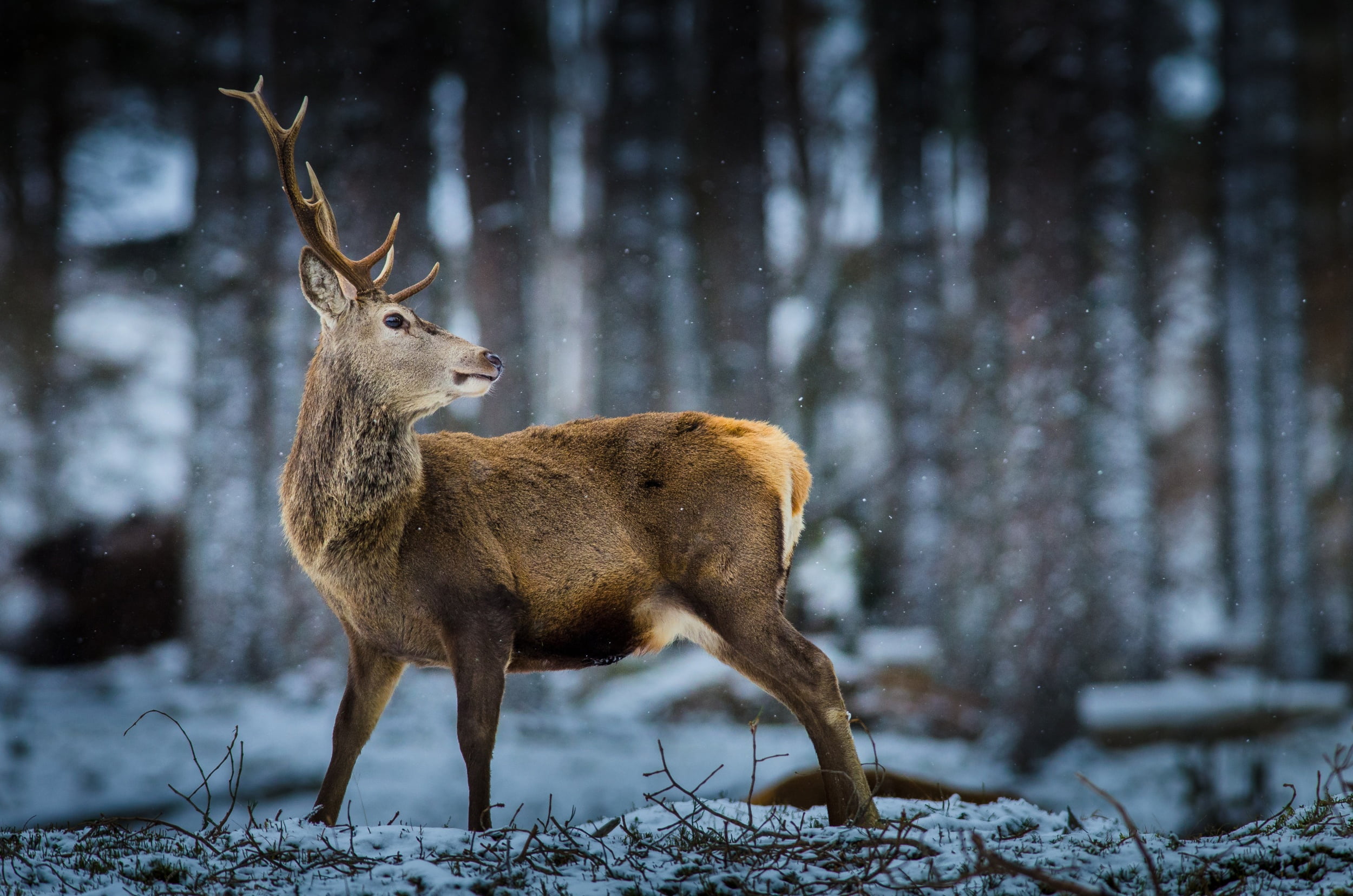one animal, vertebrate, wildlife, no people, nature, 1080P, brown, woodland, reindeer, animal wildlife, standing, forest, deer, tree, animals in the wild, HD Wallpaper