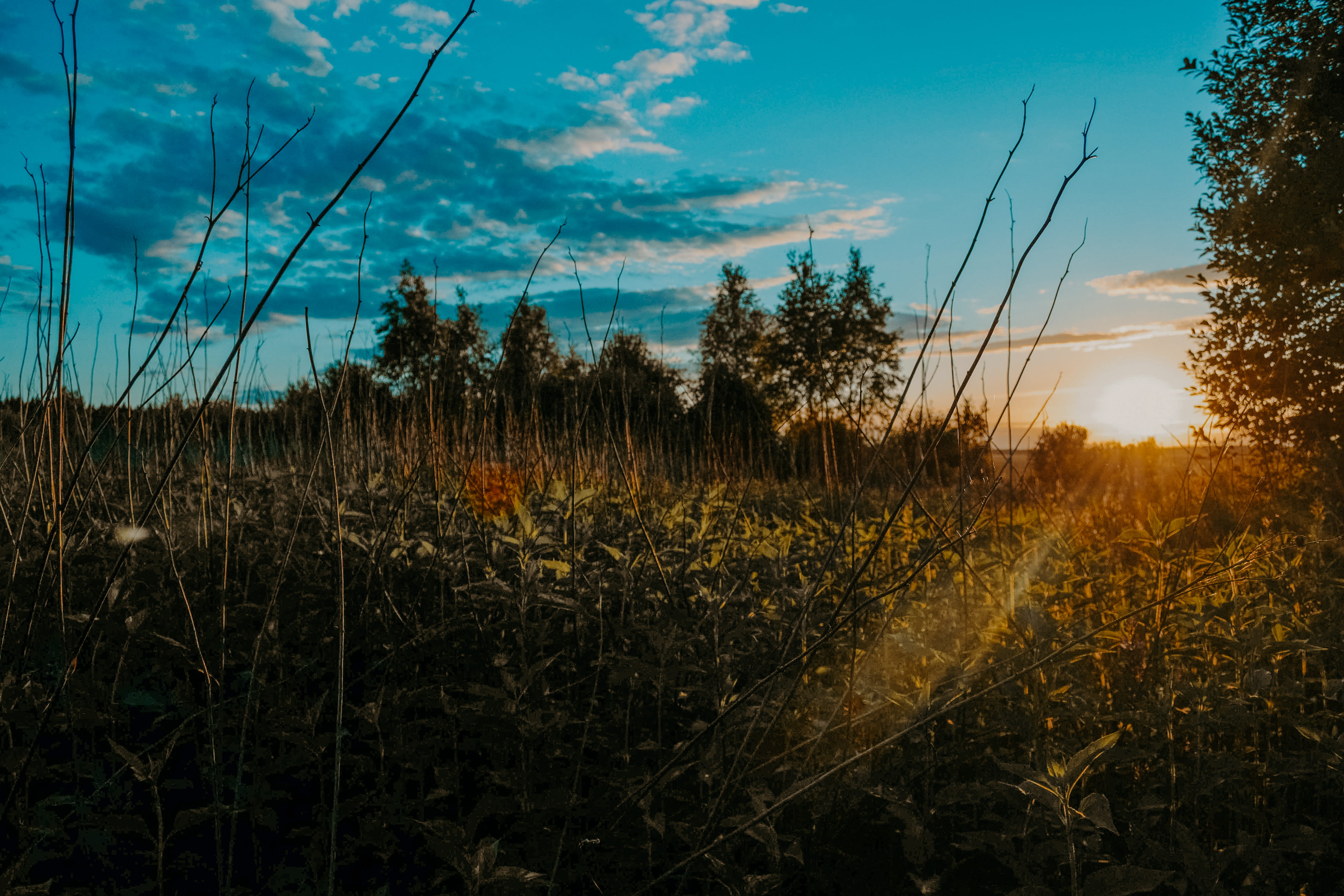 plants, environment, sunlight, landscape, sun, land, field, golden hour, growth, tree, hd, blue, bright, dark green, photography, tranquil scene, HD Wallpaper