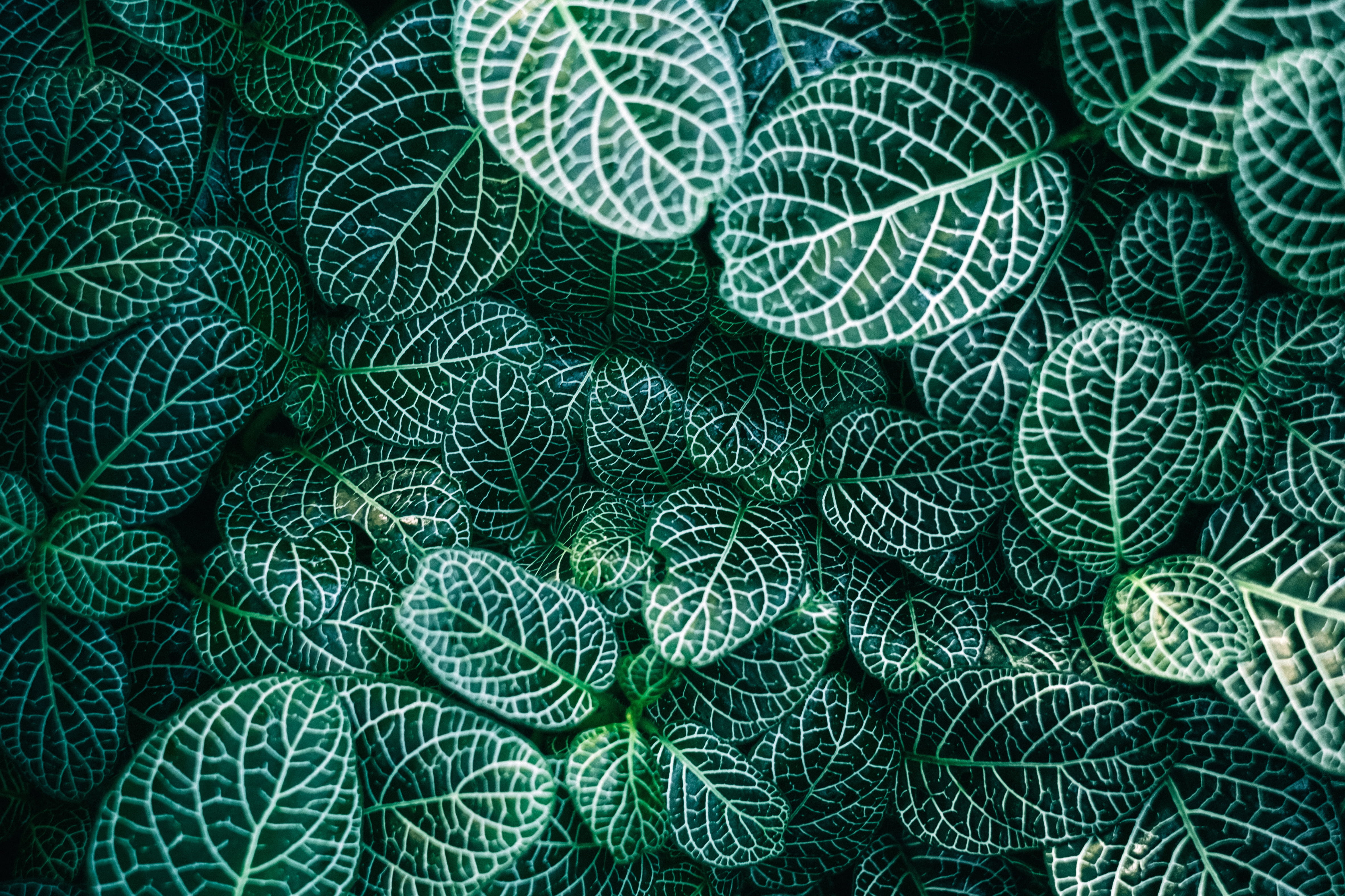 geneva, xt1, tree, leaves, swiss, green, sunny, plant, textile, leaf, tangled, indoors, white, switzerland, 4K, textured, fishing industry, commercial fishing net, HD Wallpaper