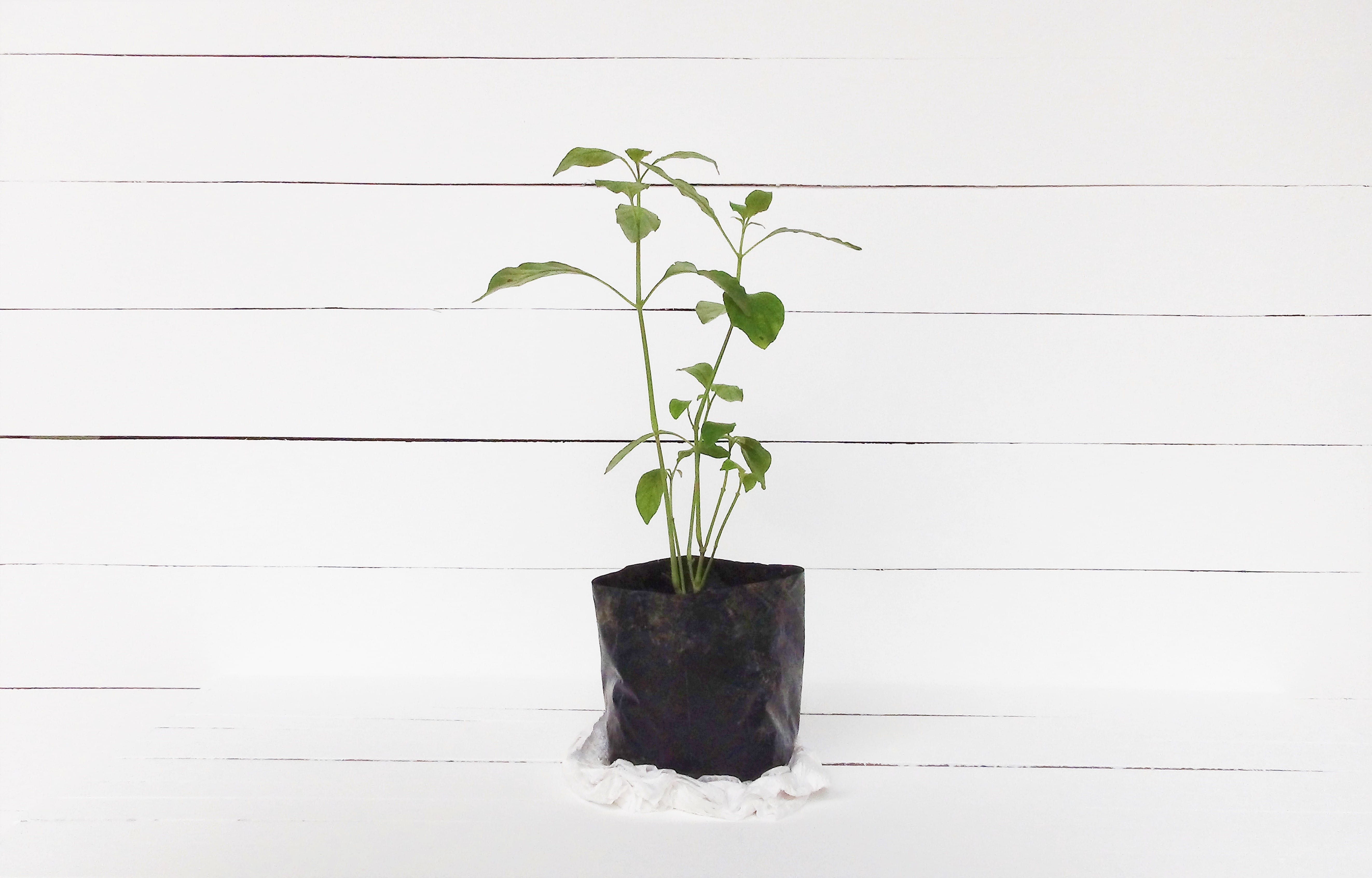 growth, plant part, wall - building feature, green color, flower pot, seedling, life, potted plant, white, green, wall, wood - material, pot, garden, houseplant, HD Wallpaper
