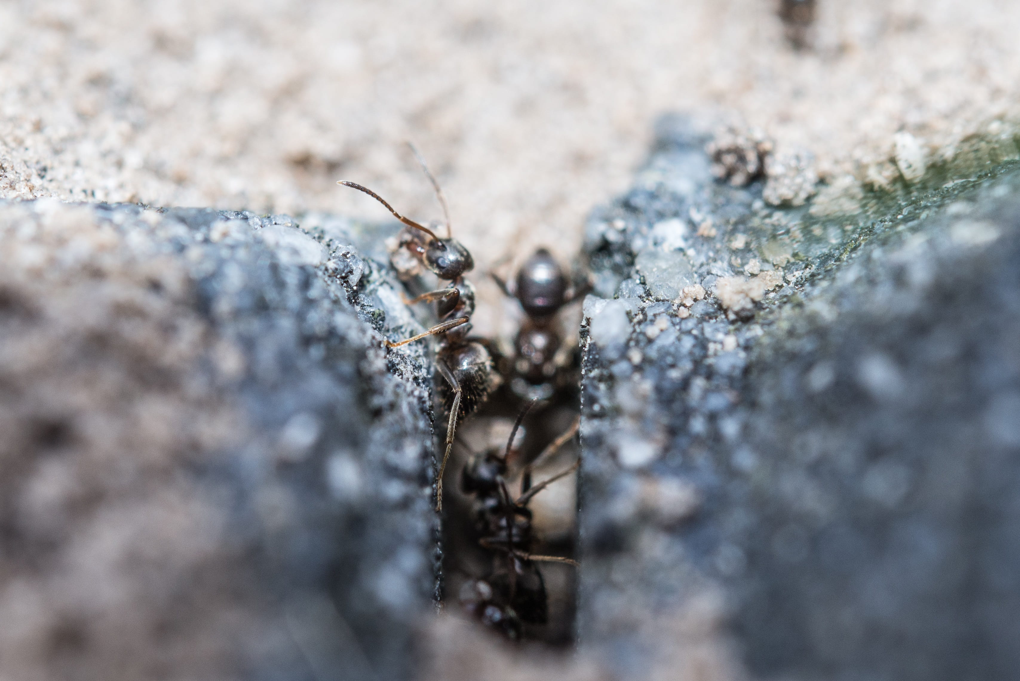 one animal, antenna, nature, arthropod, day, spider, Macro, animals in the wild, solid, walking, animal themes, Ants, group, climbing, animal wildlife, HD Wallpaper