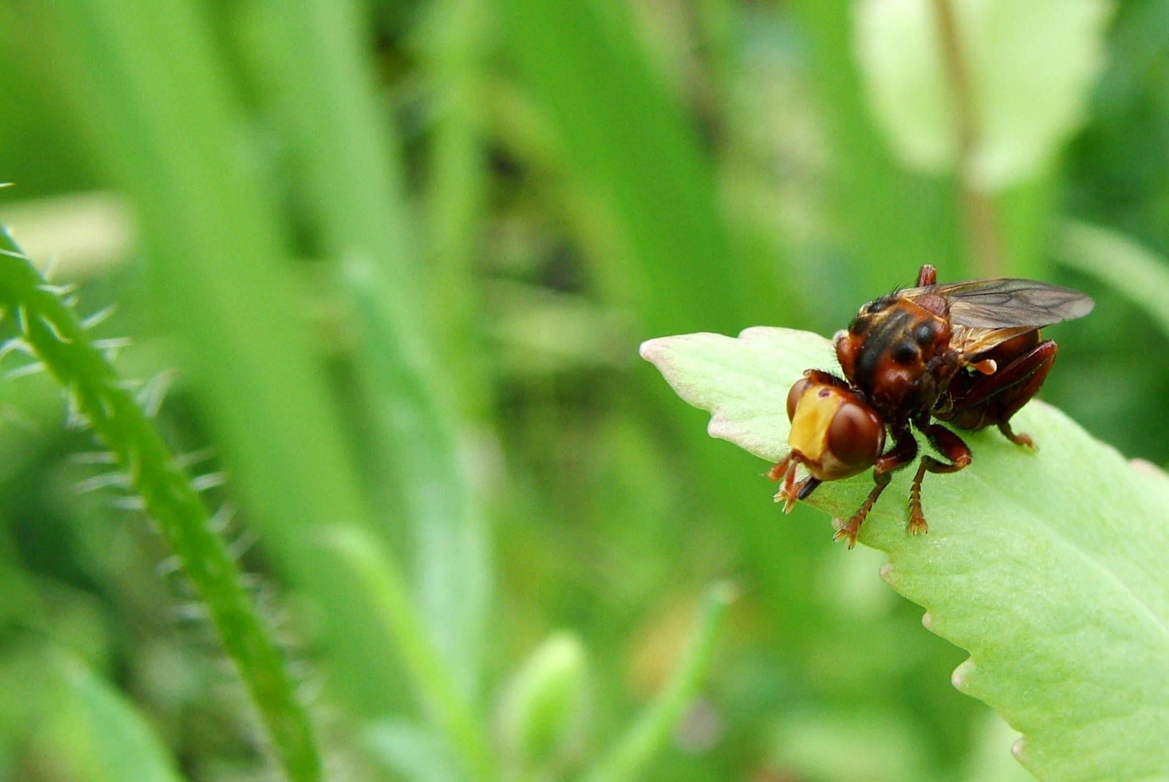 sign, bedbug, close, ant, mite, white, wing, design, flat, set, leaf, plant part, focus on foreground, fly, green color, animal, biology, termite, animal wing, HD Wallpaper