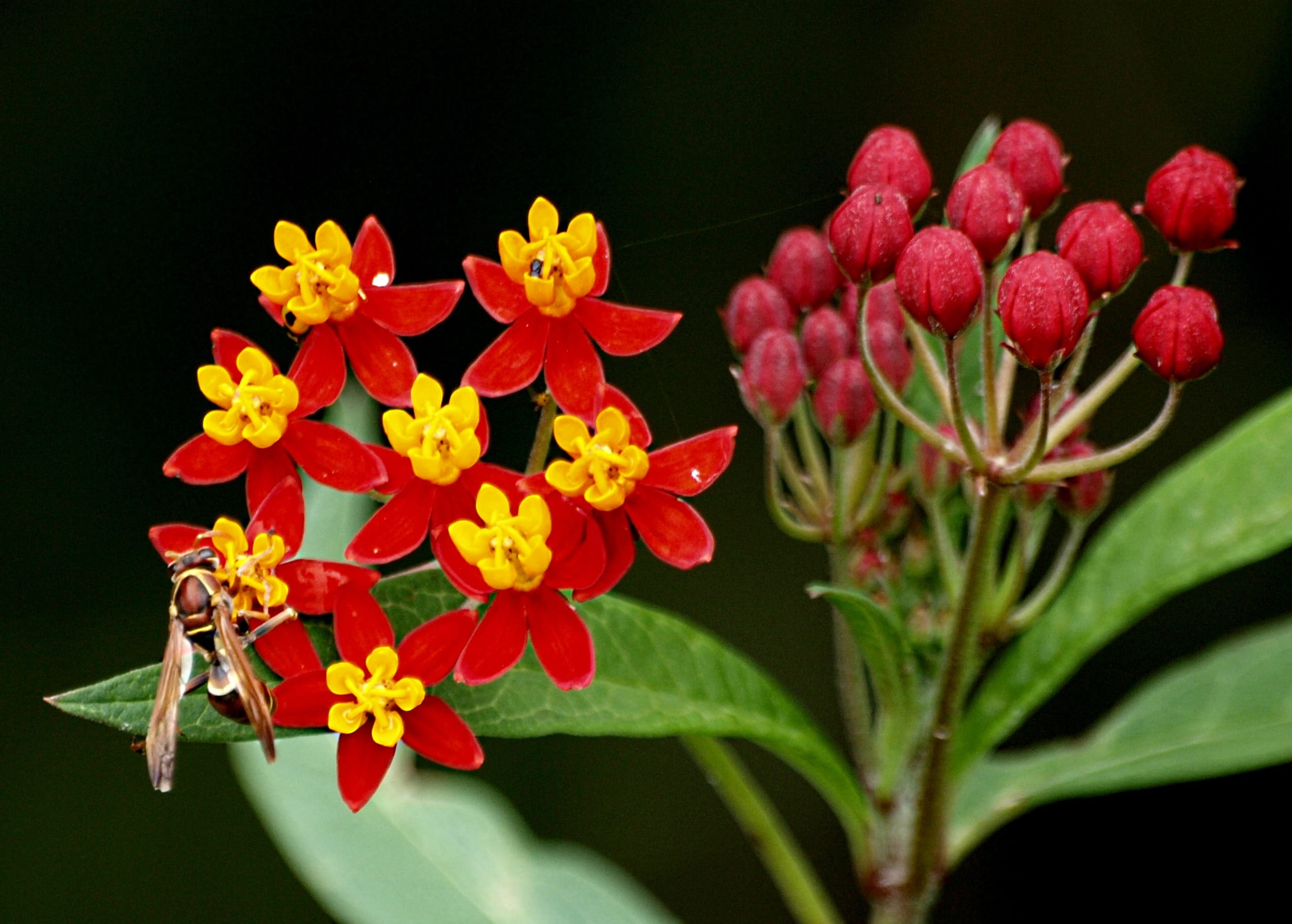 flower arrangement, fragility, thorax, botanical, herb, wildflower, red, plant, flower head, 1080P, beauty in nature, blossom, vulnerability, agriculture, HD Wallpaper