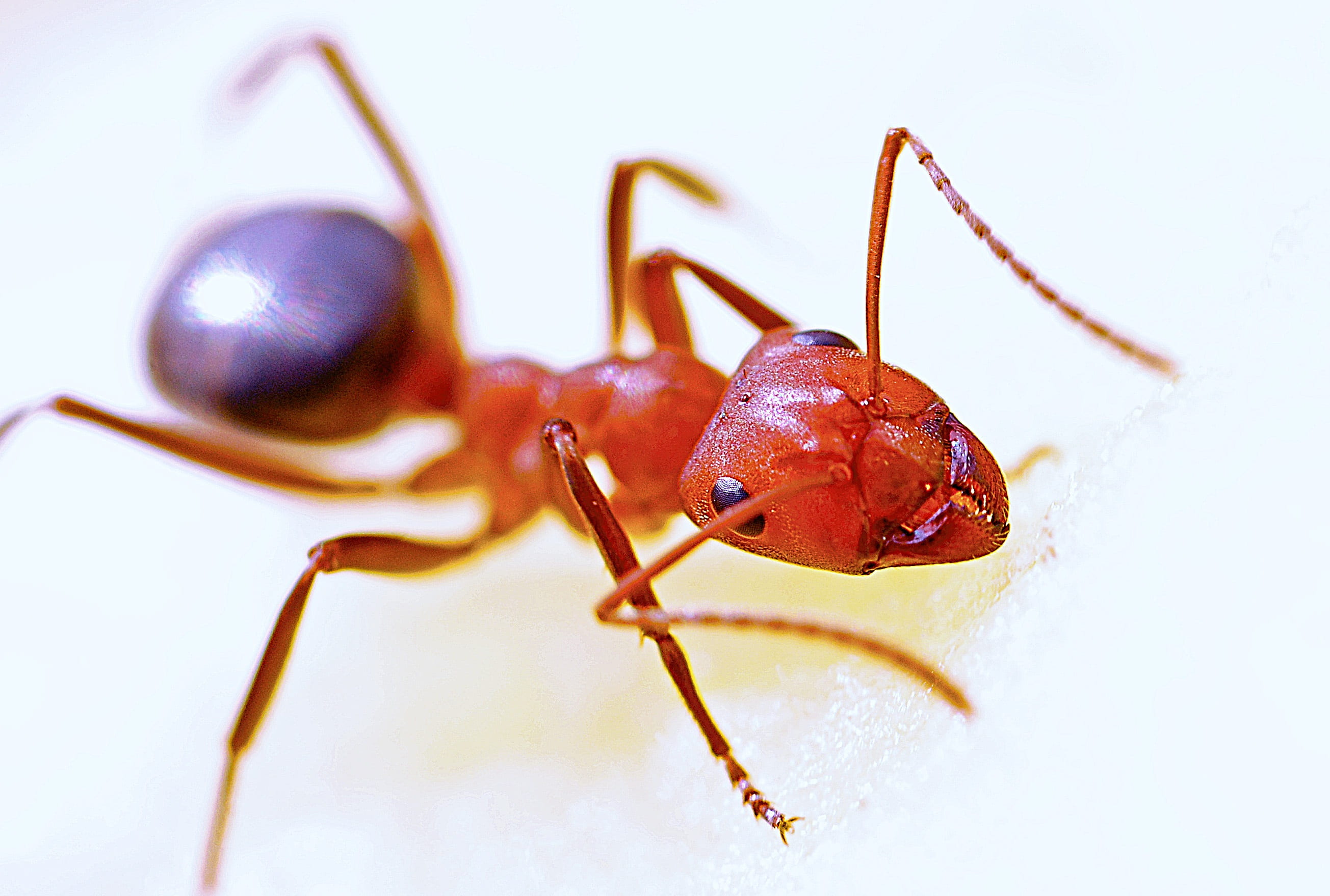 animal wildlife, one animal, animal leg, macro, invertebrate, red, ant, small, close-up, animal eye, bug, close, animal antenna, animal, jaw, focus on foreground, HD Wallpaper