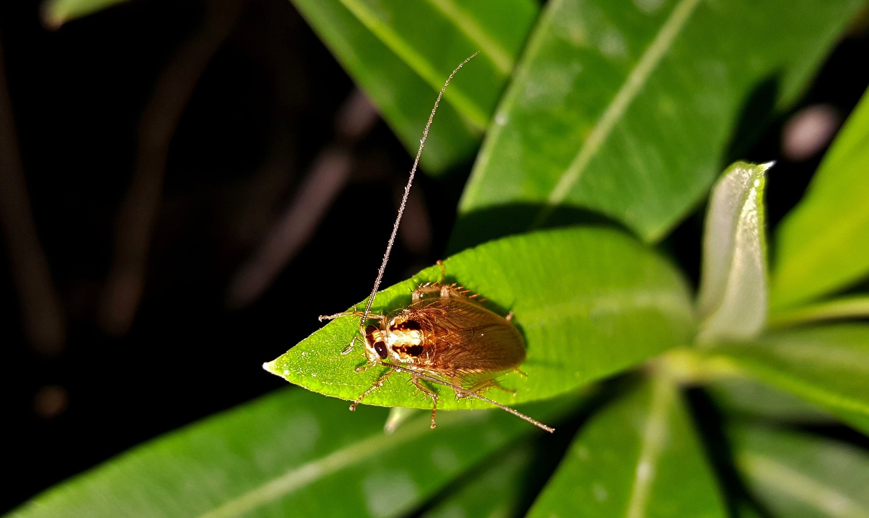 invertebrate, nature, antenna, animal wing, animal themes, 2K, arthropod, day, pesky, crawling, blattodea, infestation, nuisance, leaf, animal body part, HD Wallpaper