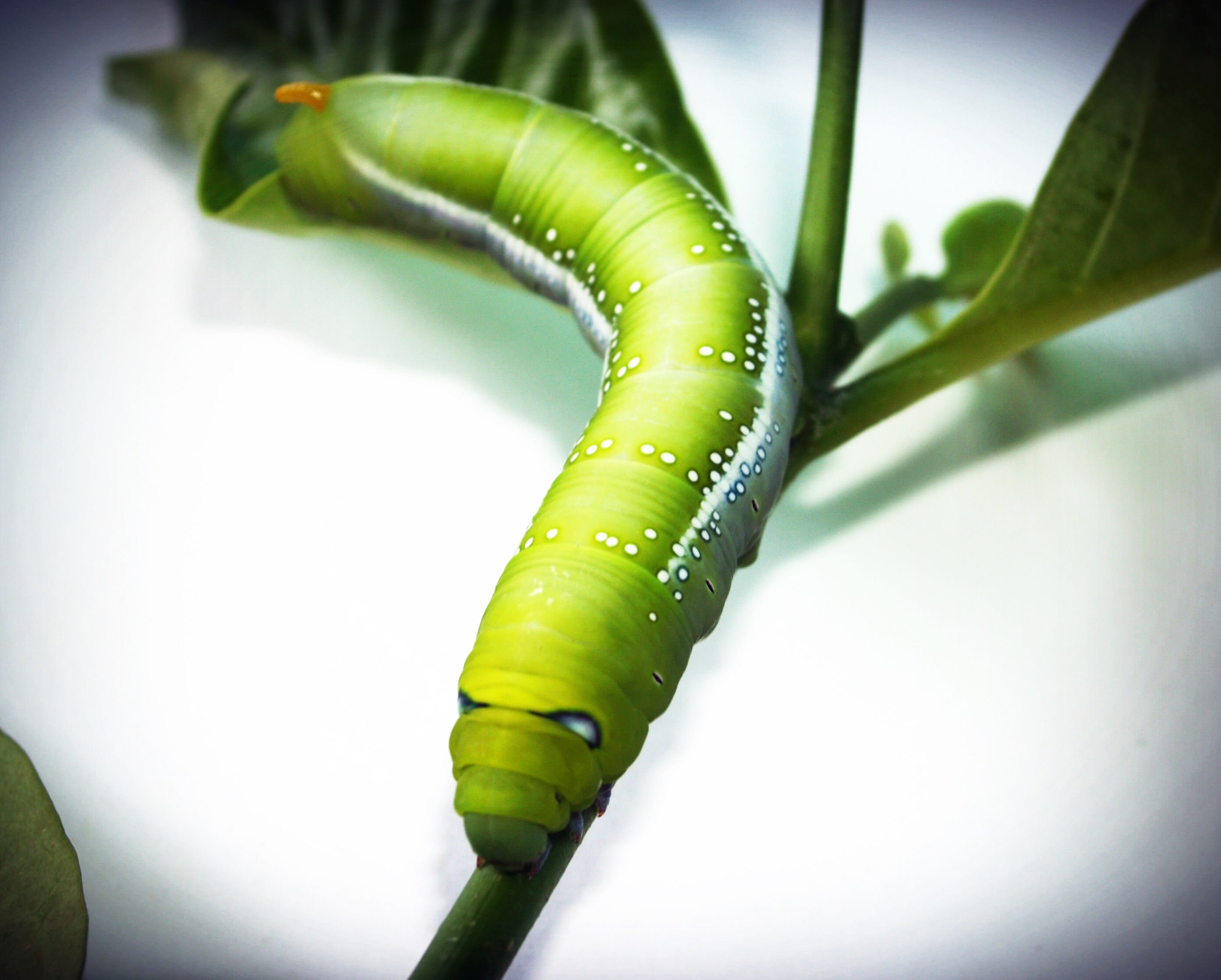 macro, attractive, poisonous, one, close-up, green, cute, small, outdoors, food, plant part, day, bright, green color, plant, flower, creepy, park, worm, HD Wallpaper