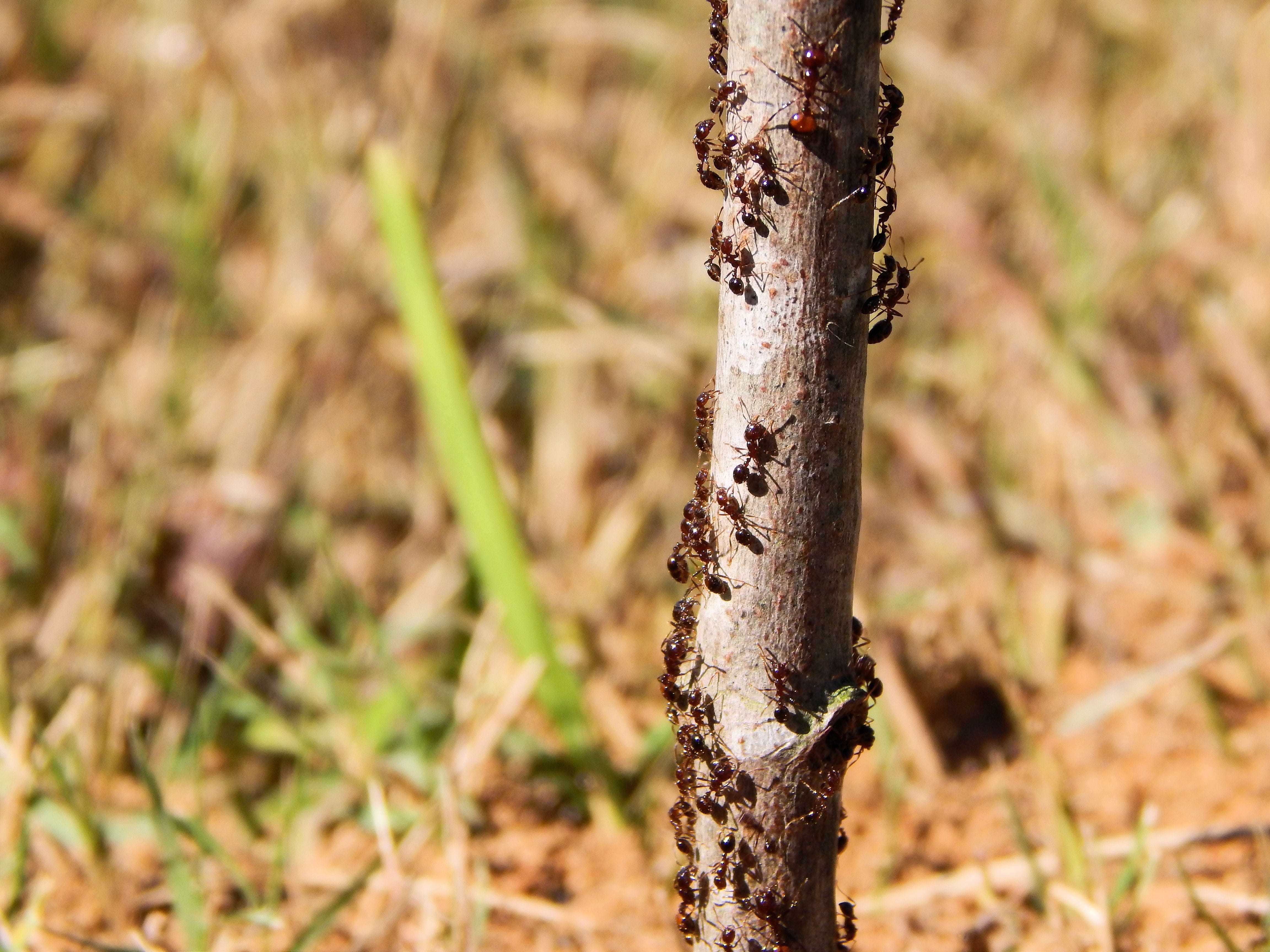 day, Ants, Wild, no people, small, outdoors, bug, species, animal wildlife, agriculture, brown, selective focus, land, creature, focus on foreground, teamwork, HD Wallpaper