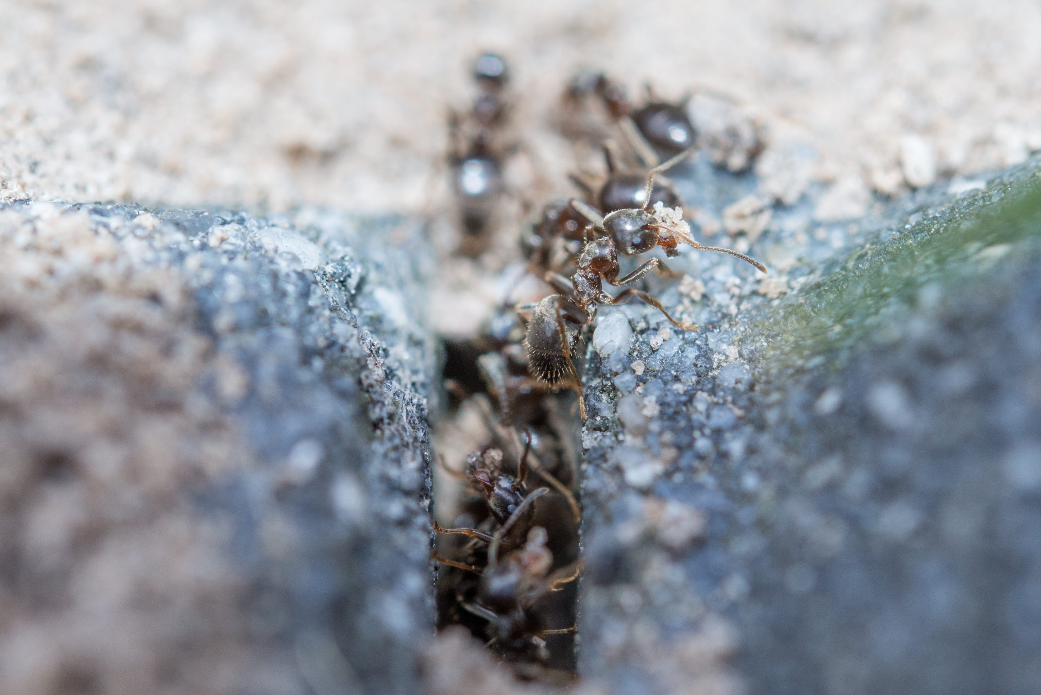 outdoors, Macro, climbing, nature, animal, teamwork, walking, rock - object, Wildlife, arthropod, work, selective focus, group, solid, small, creature, HD Wallpaper