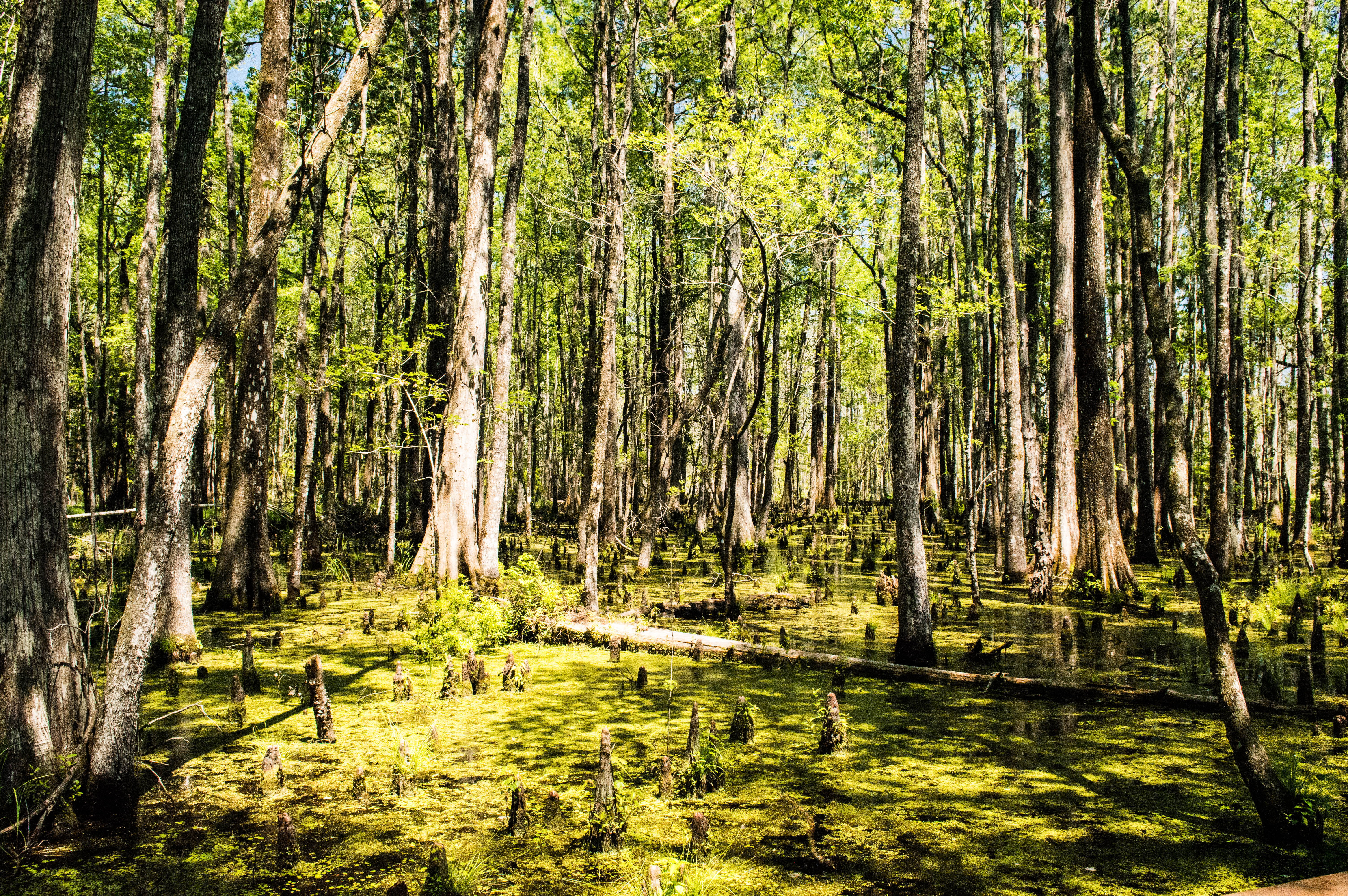 green color, plant, tranquil scene, woodland, swamp, tree, outdoors, landscape, nature, bamboo - plant, sunlight, tree trunk, 5K, united states, growth, HD Wallpaper