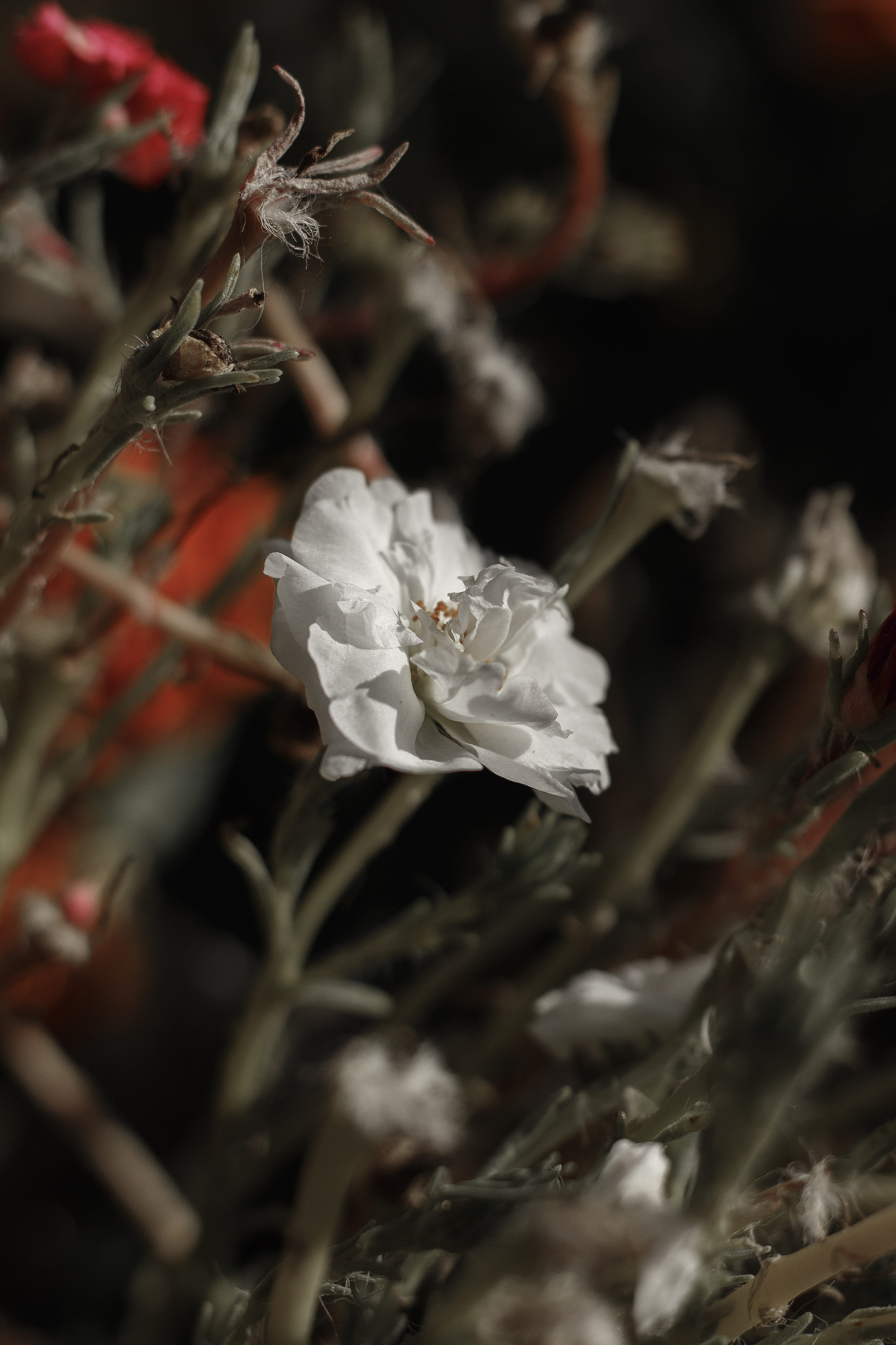 interpretation, growth, no people, 4K, petal, flower head, garden, freshness, close-up, beauty in nature, selective focus, purity, fragility, flowering plant, Phone HD Wallpaper