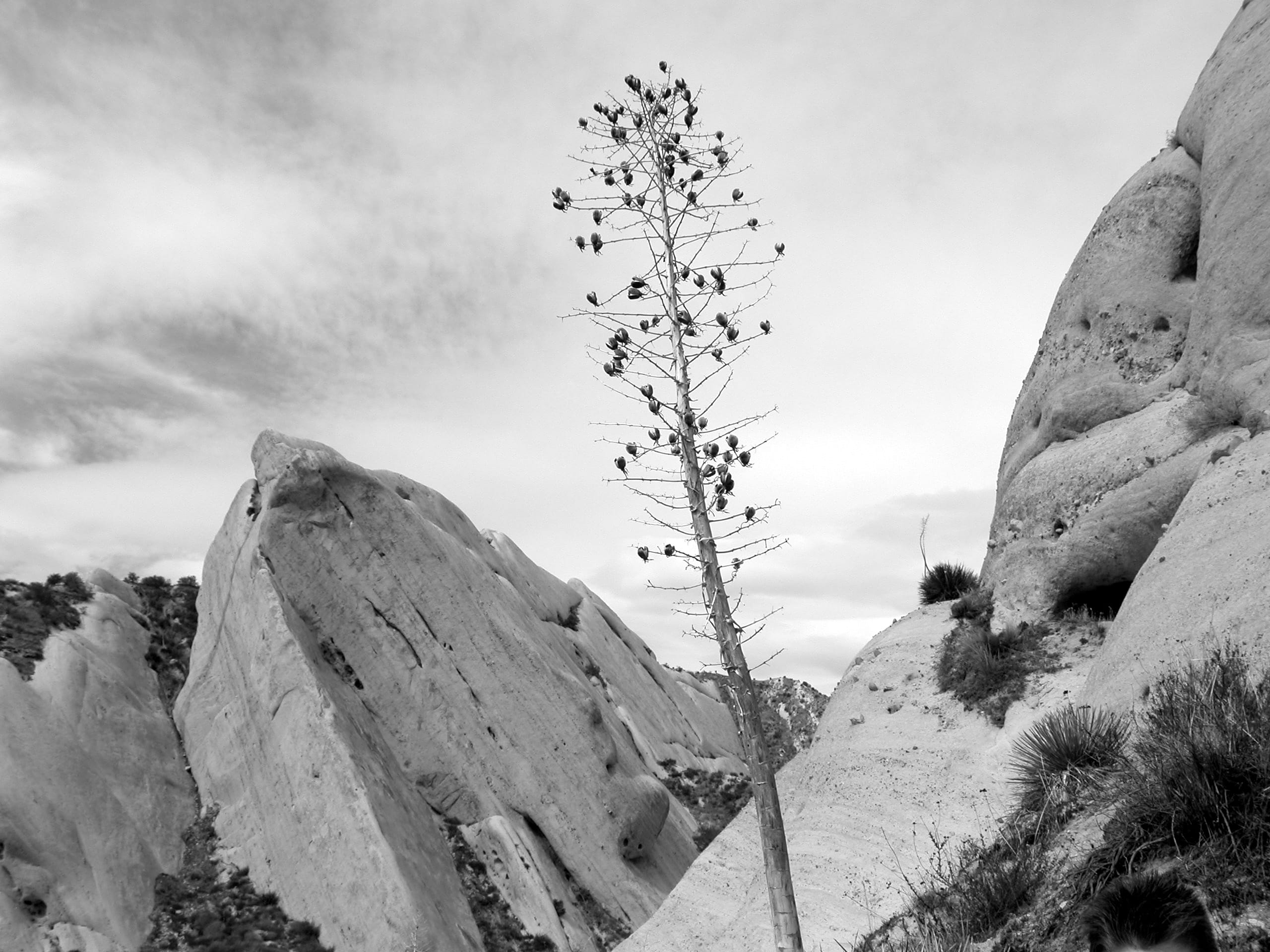 scenics - nature, environment, century plant, winter, b and w, mountain, formation, united states, rock, tranquility, sky, tree, yucca, day, climate, mormon rocks interpretive trail 6w04, HD Wallpaper