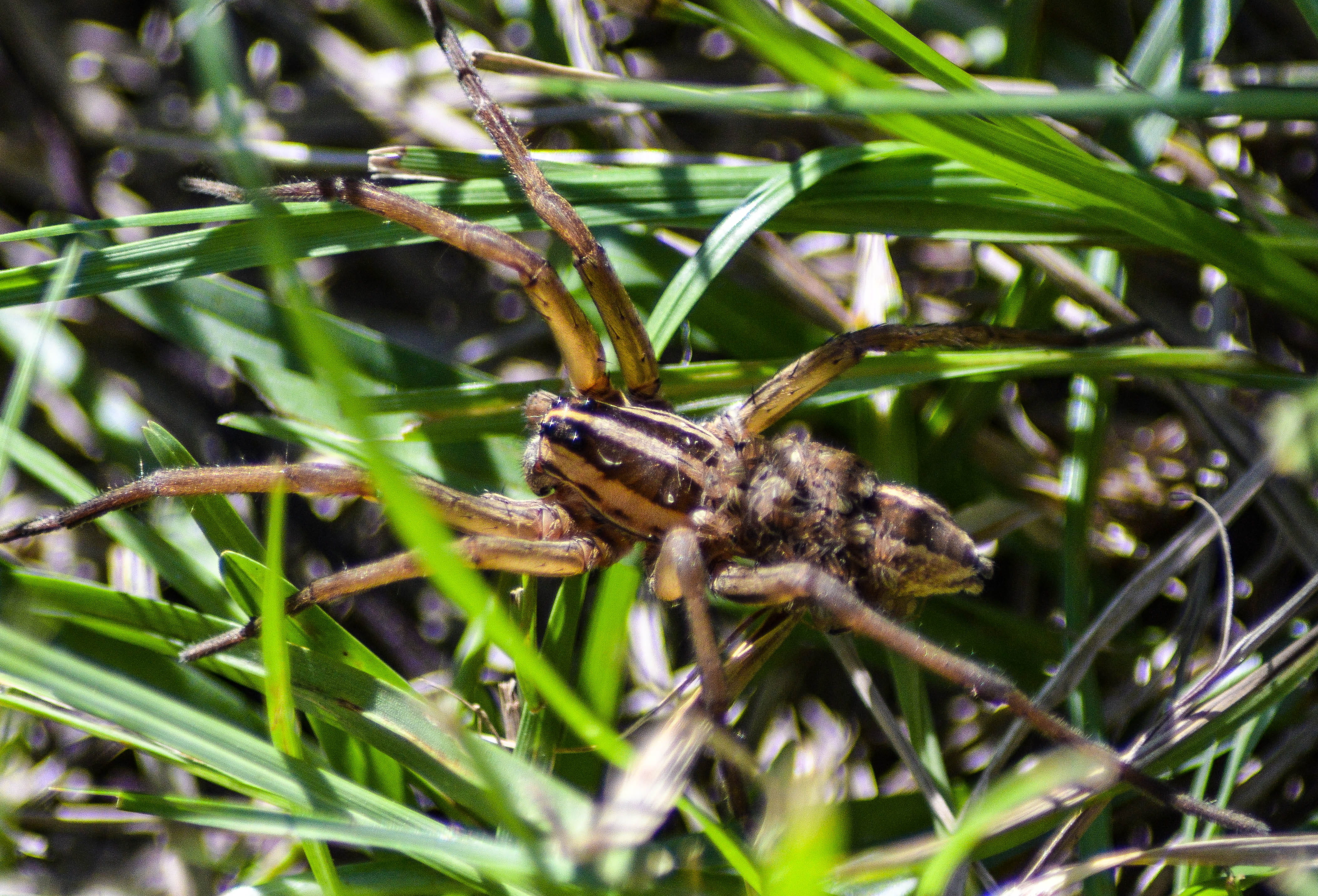 nature, growth, one animal, blade of grass, selective focus, caw caw interpretive center, outdoors, ravenel, day, 4K, animal wildlife, no people, animal, HD Wallpaper